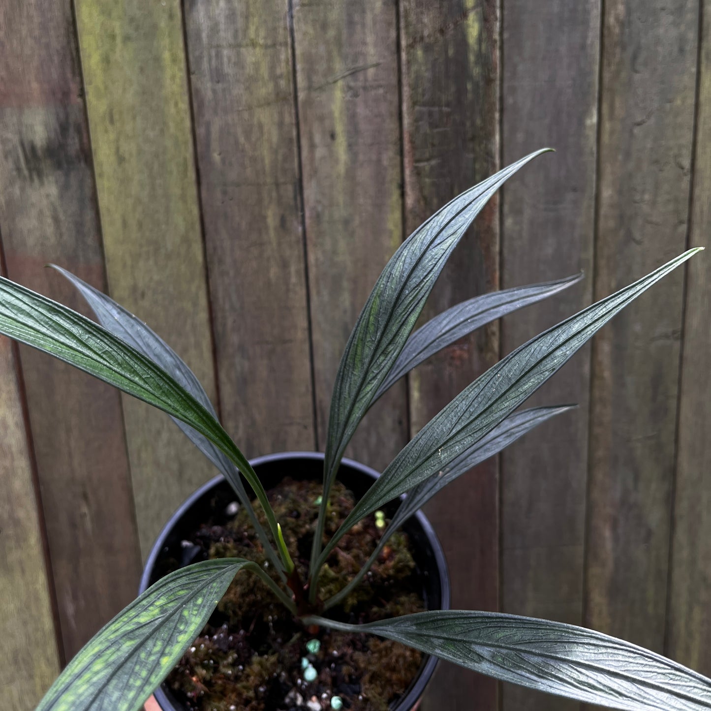 Aridarum Perisai