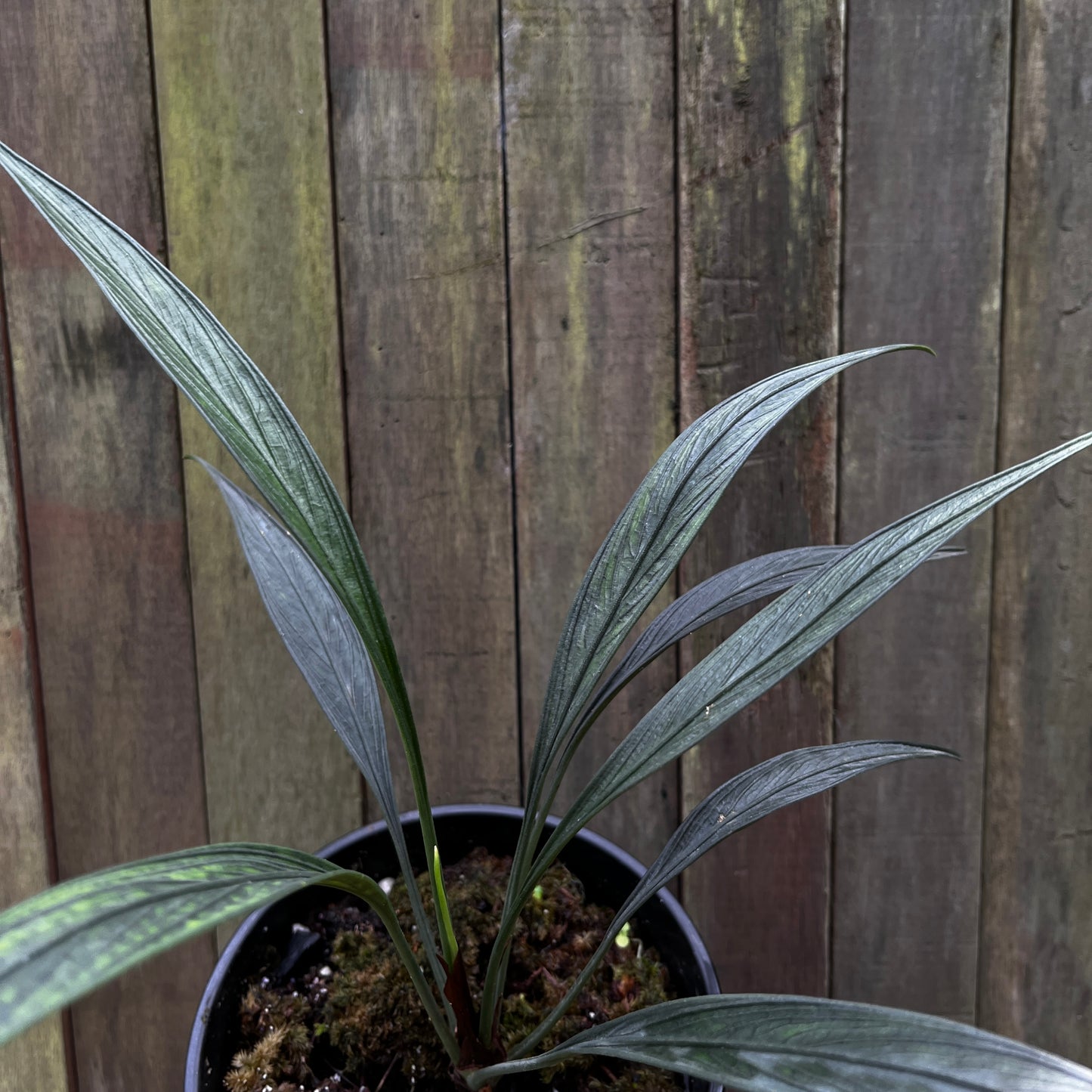 Aridarum Perisai