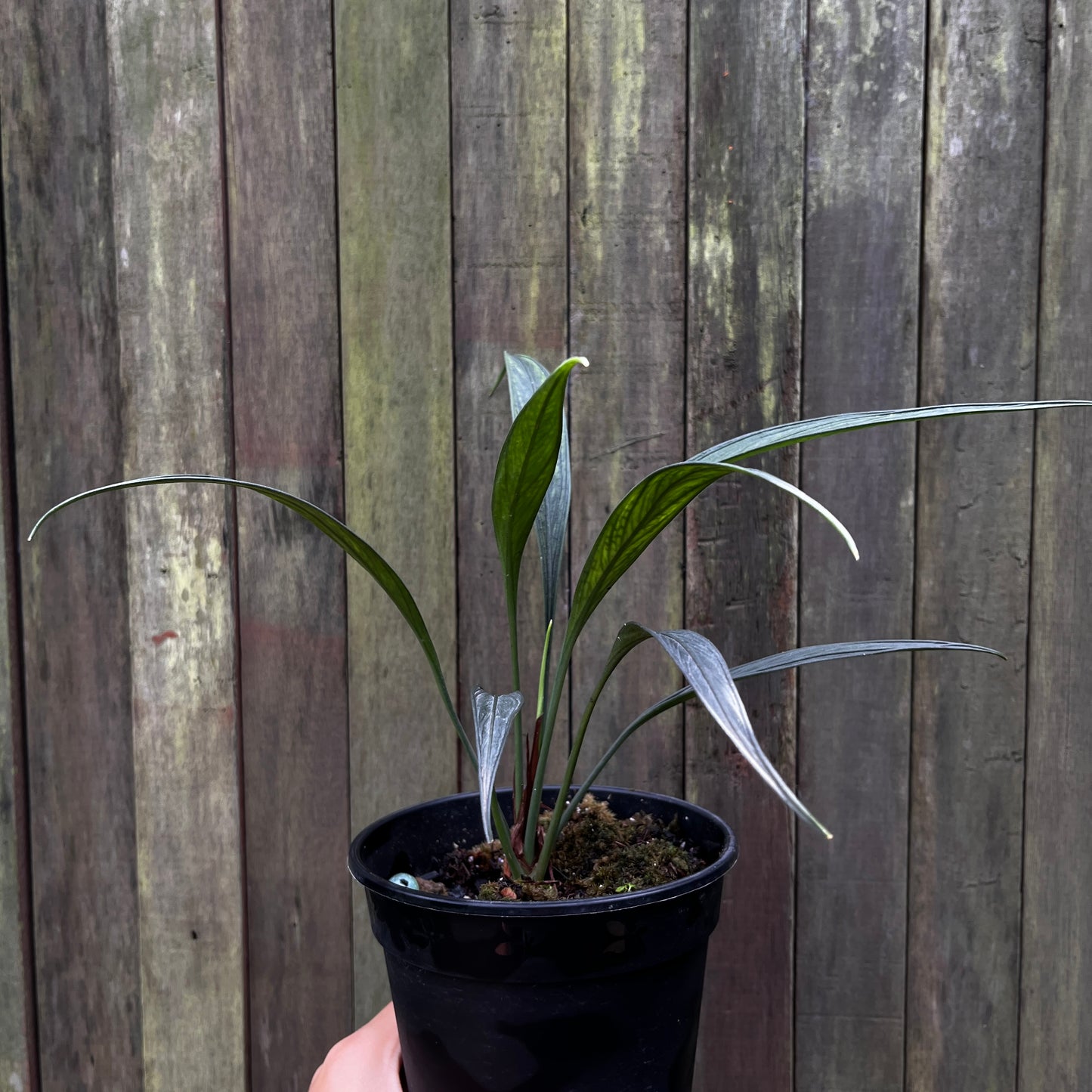 Aridarum Perisai