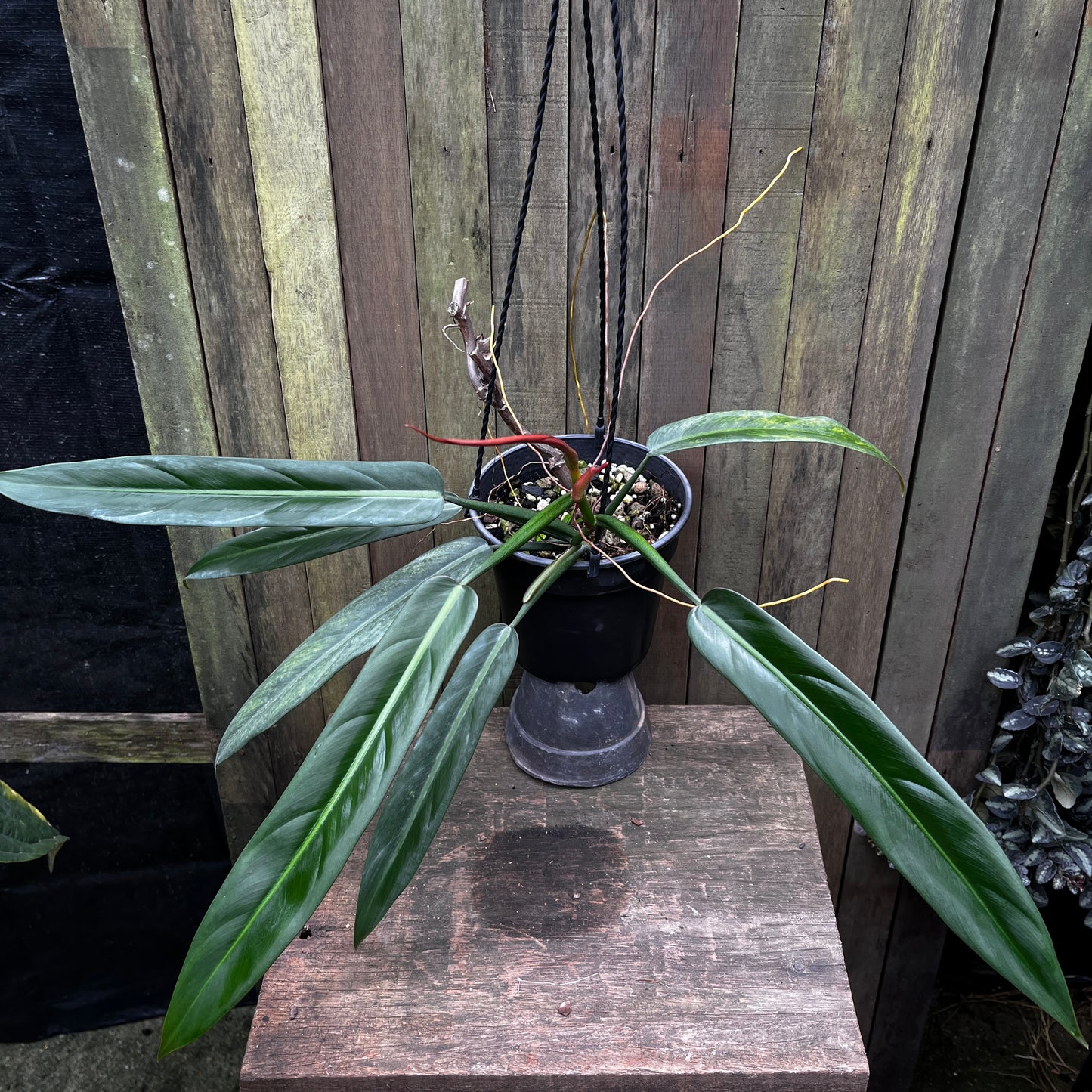 Philodendron Bicolor