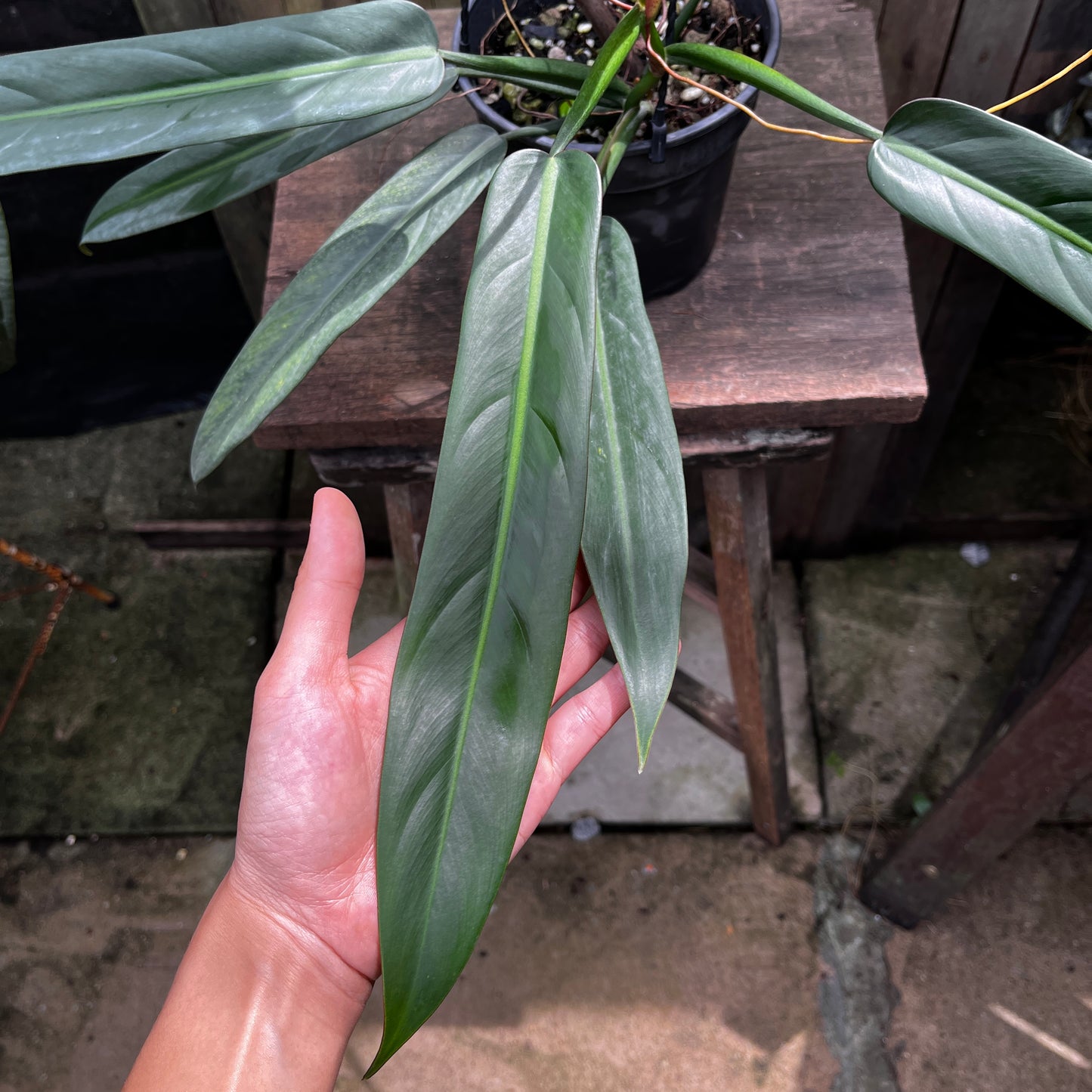 Philodendron Bicolor
