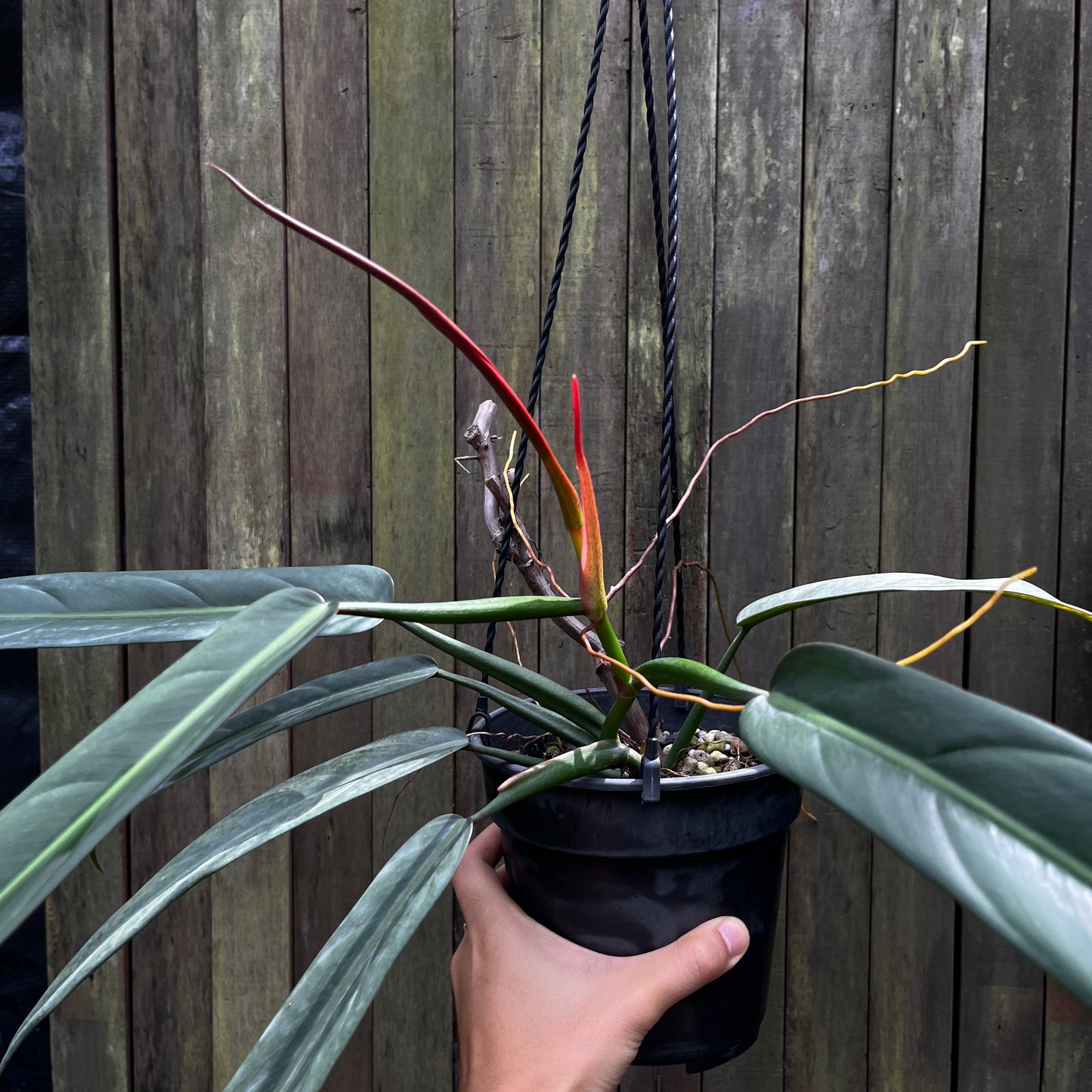 Philodendron Bicolor