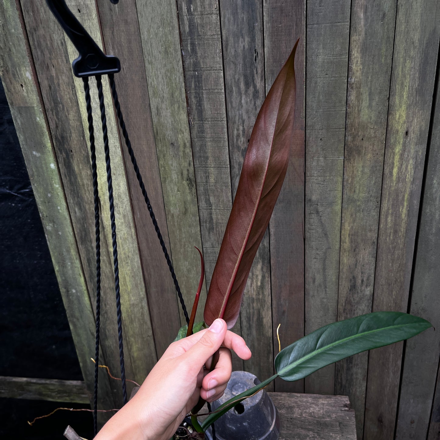 Philodendron Bicolor