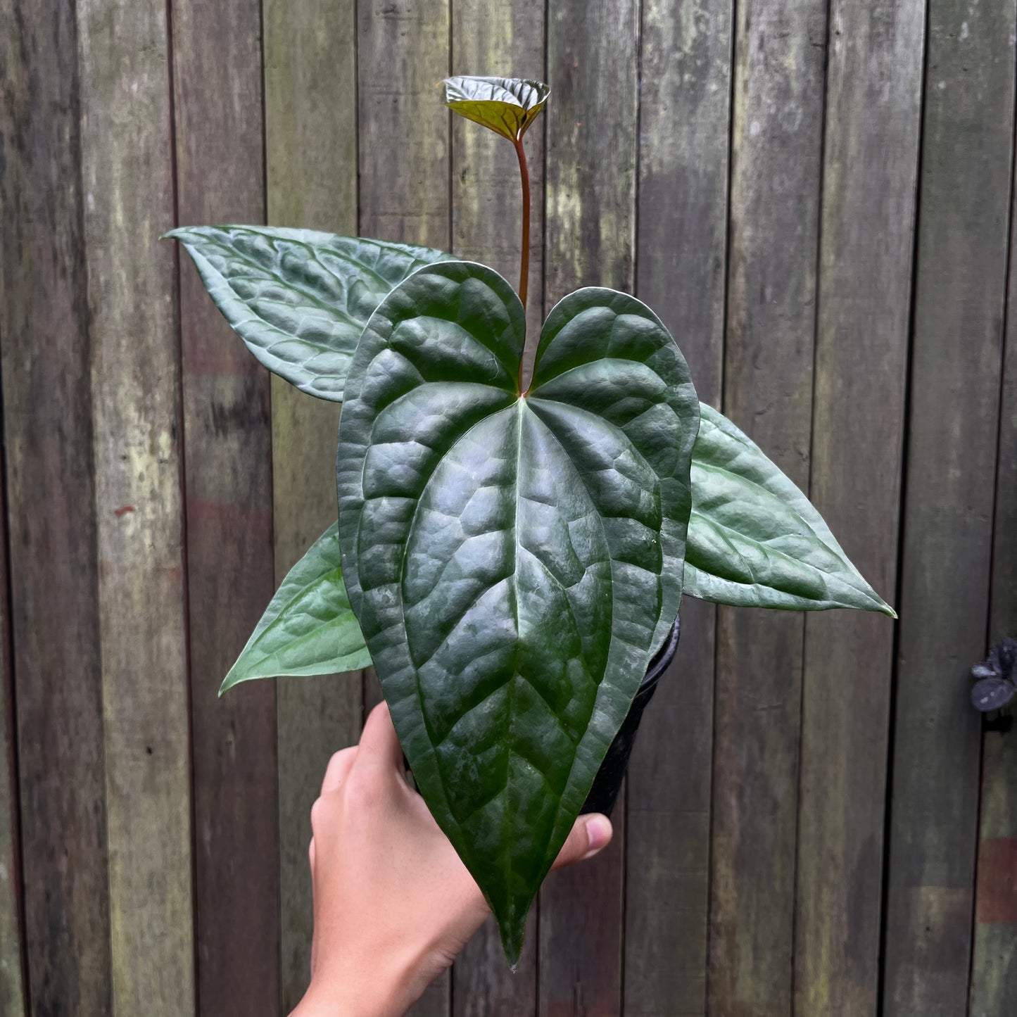 Anthurium 'Goliath x Luxurians'