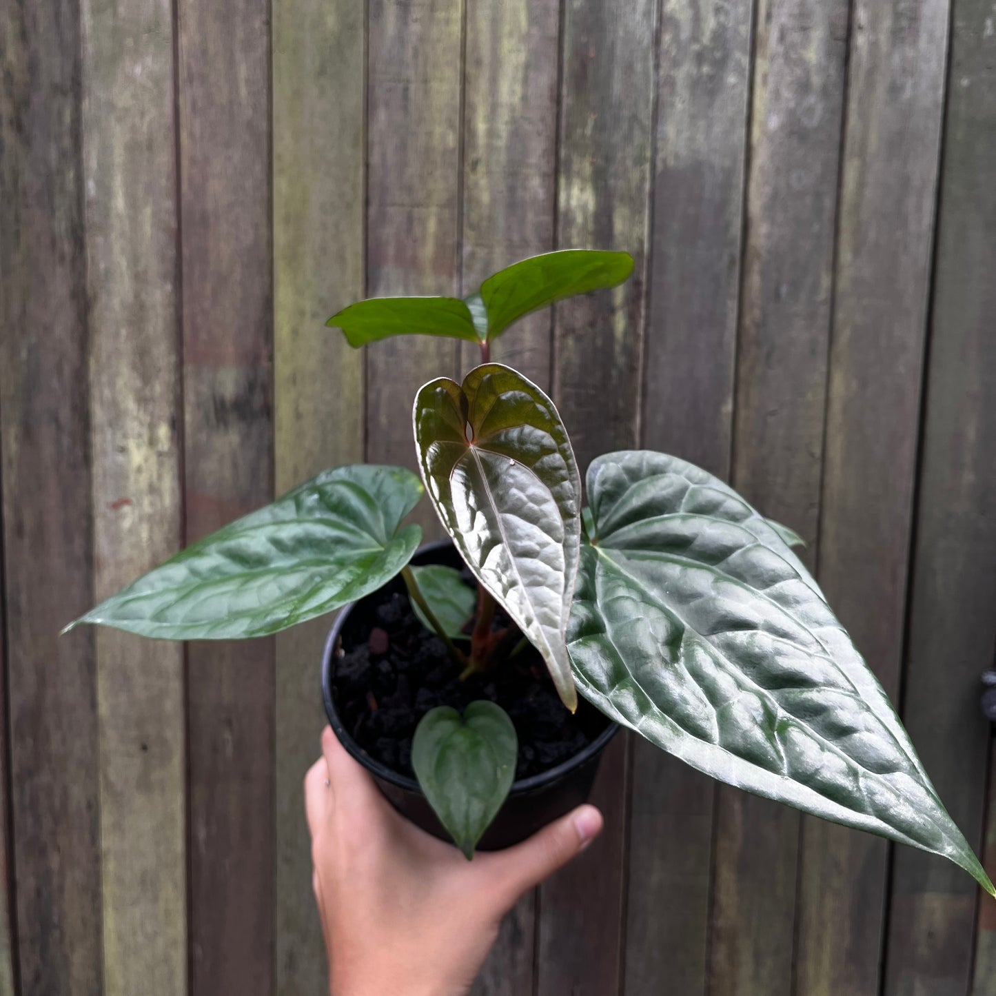 Anthurium 'Goliath x Luxurians'