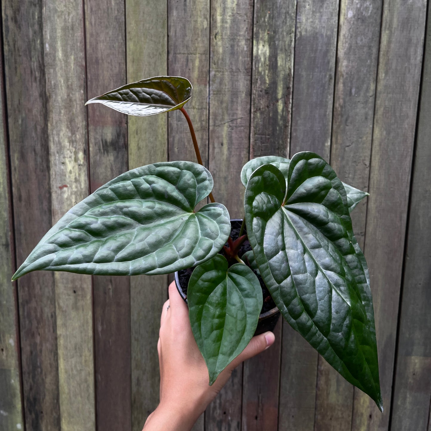 Anthurium 'Goliath x Luxurians'