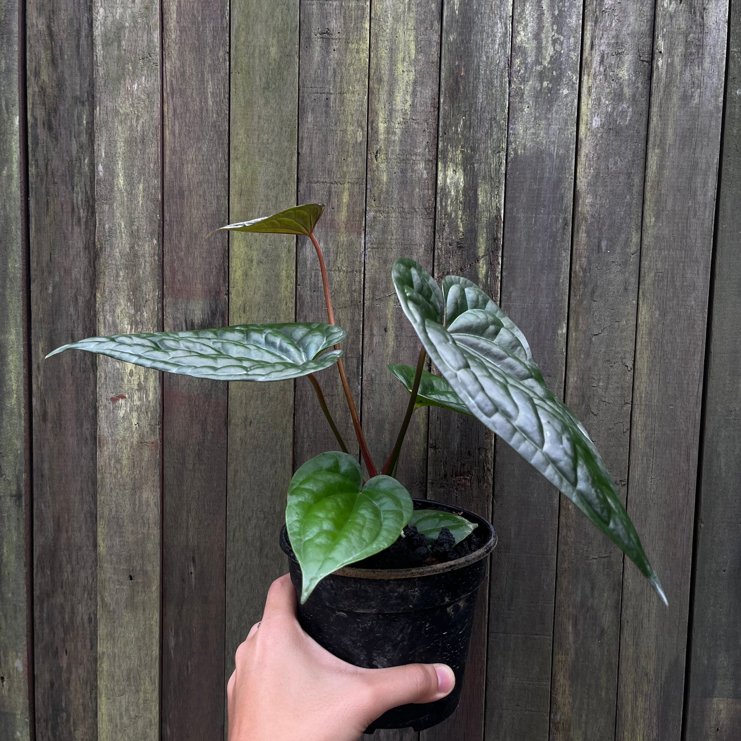 Anthurium 'Goliath x Luxurians'