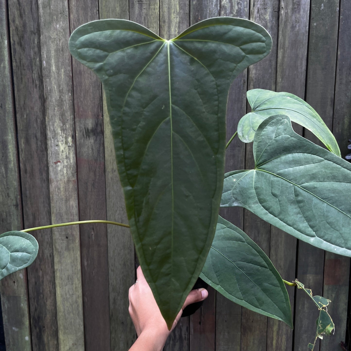 Anthurium sp