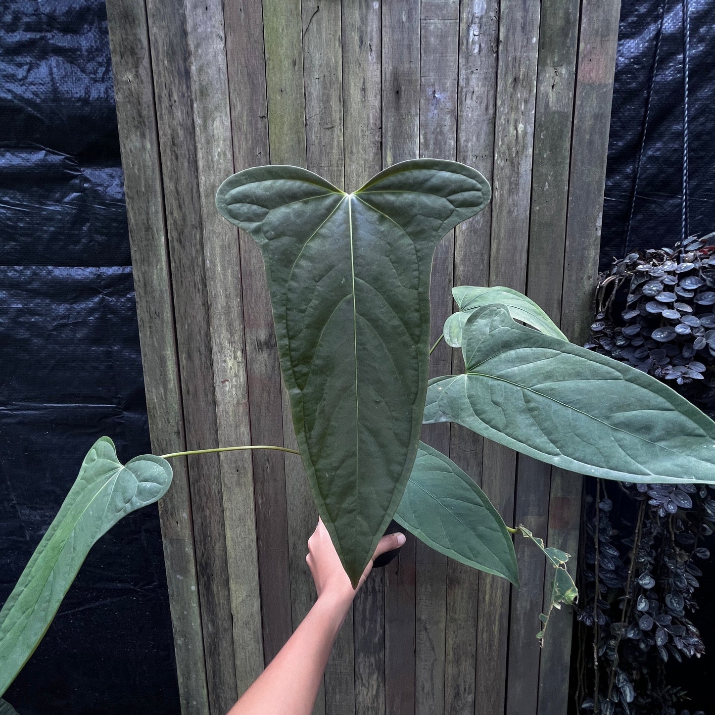 Anthurium sp