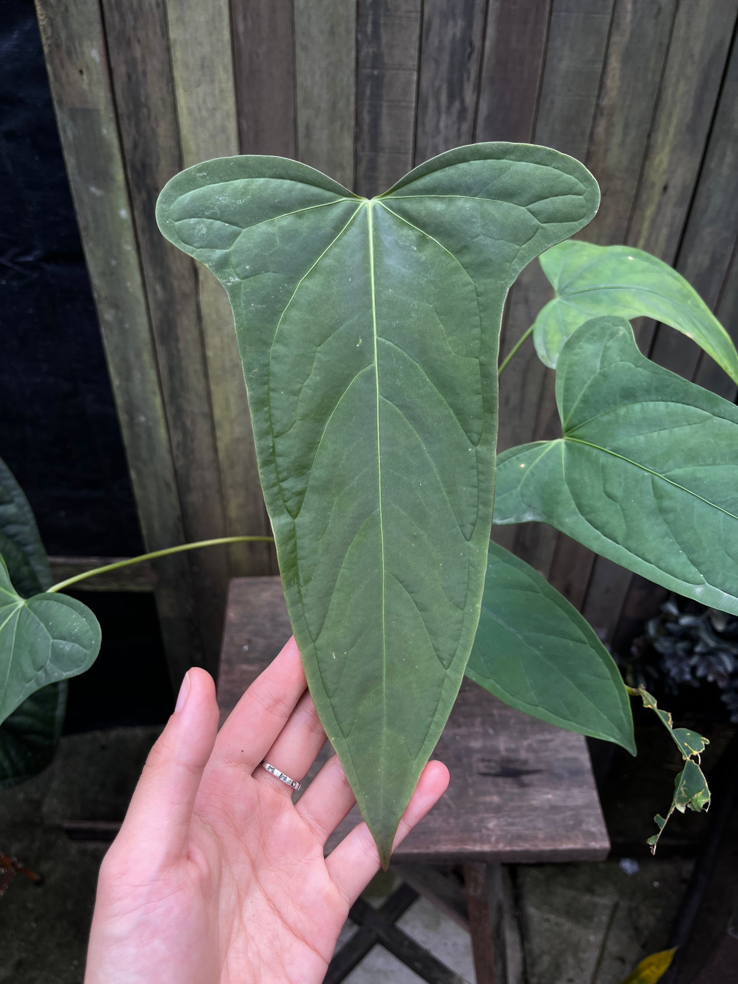 Anthurium sp