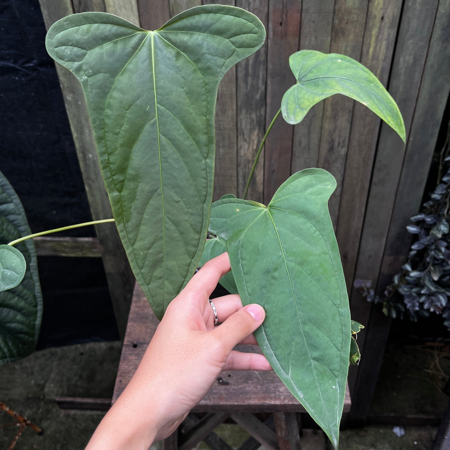 Anthurium sp