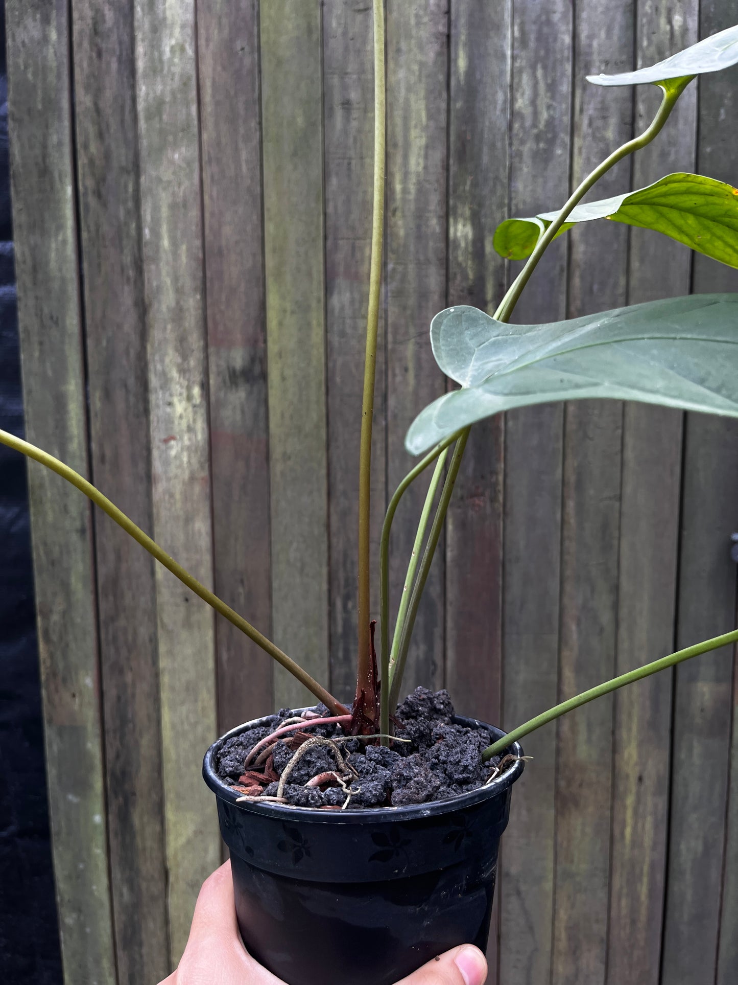 Anthurium sp