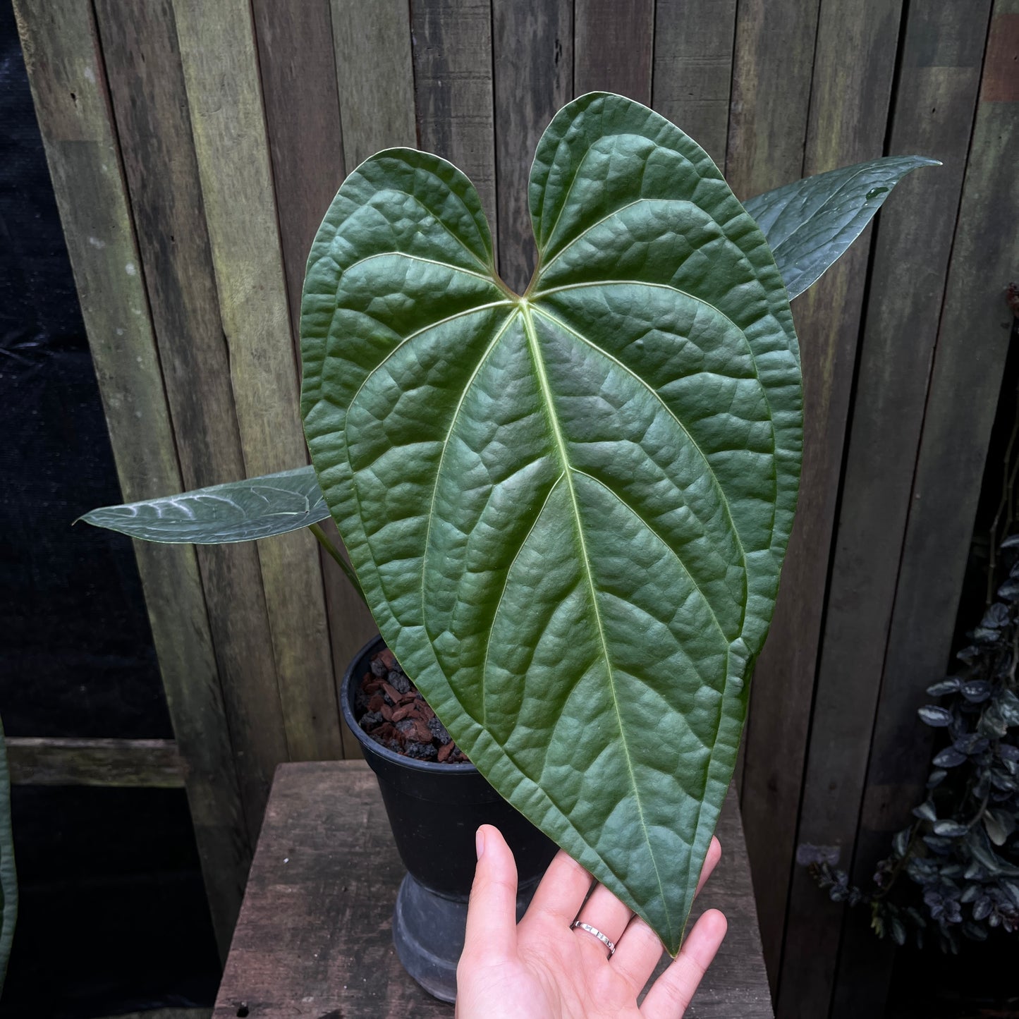 Anthurium Luxurians x Regale