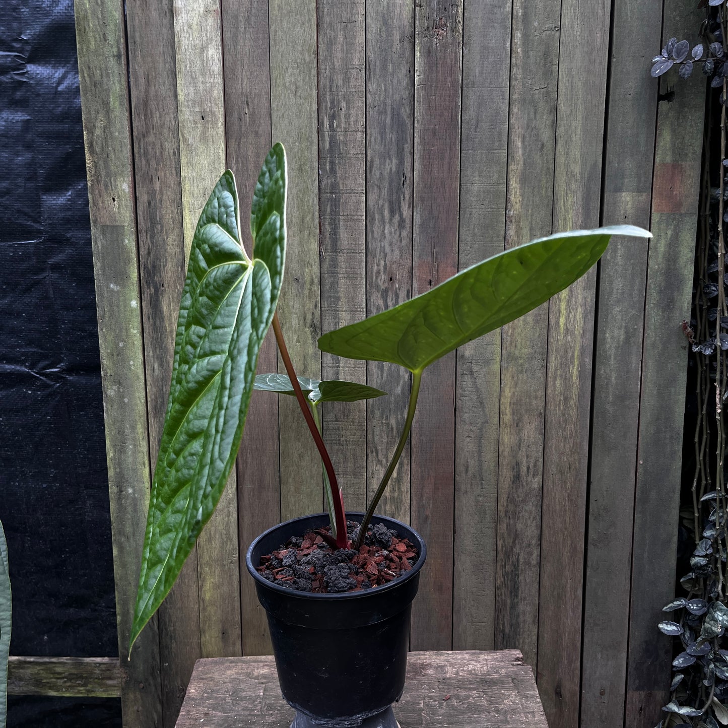 Anthurium Luxurians x Regale