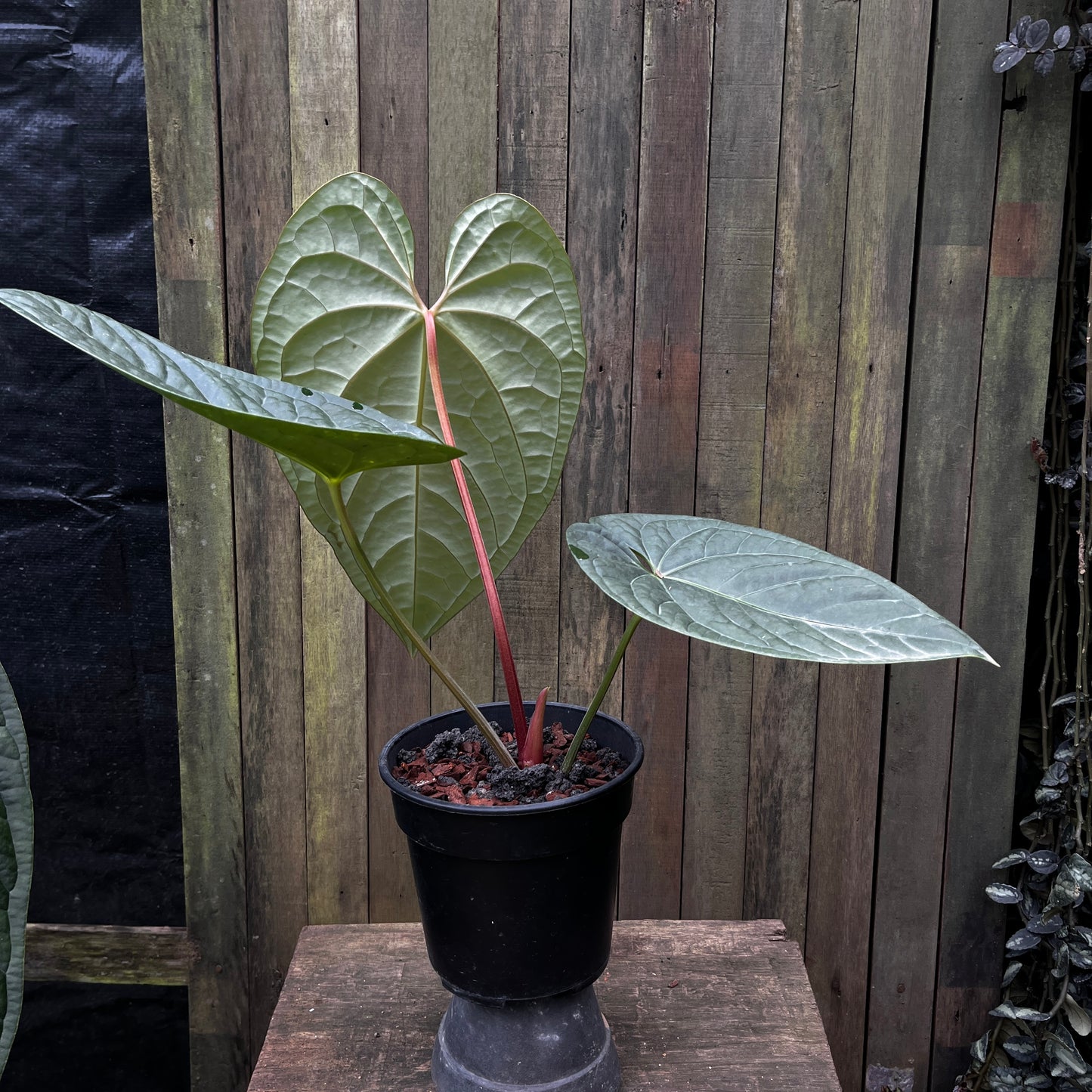 Anthurium Luxurians x Regale