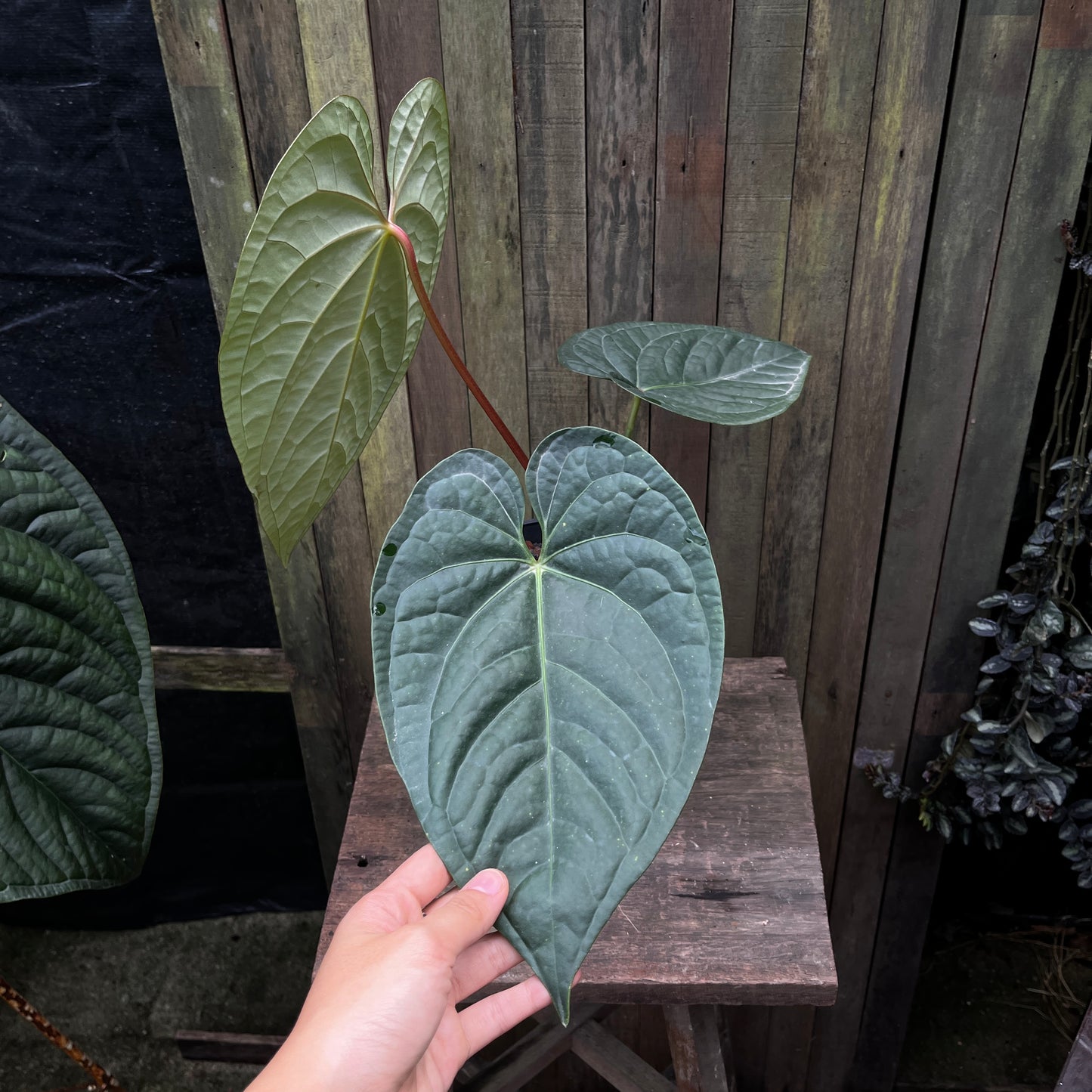 Anthurium Luxurians x Regale