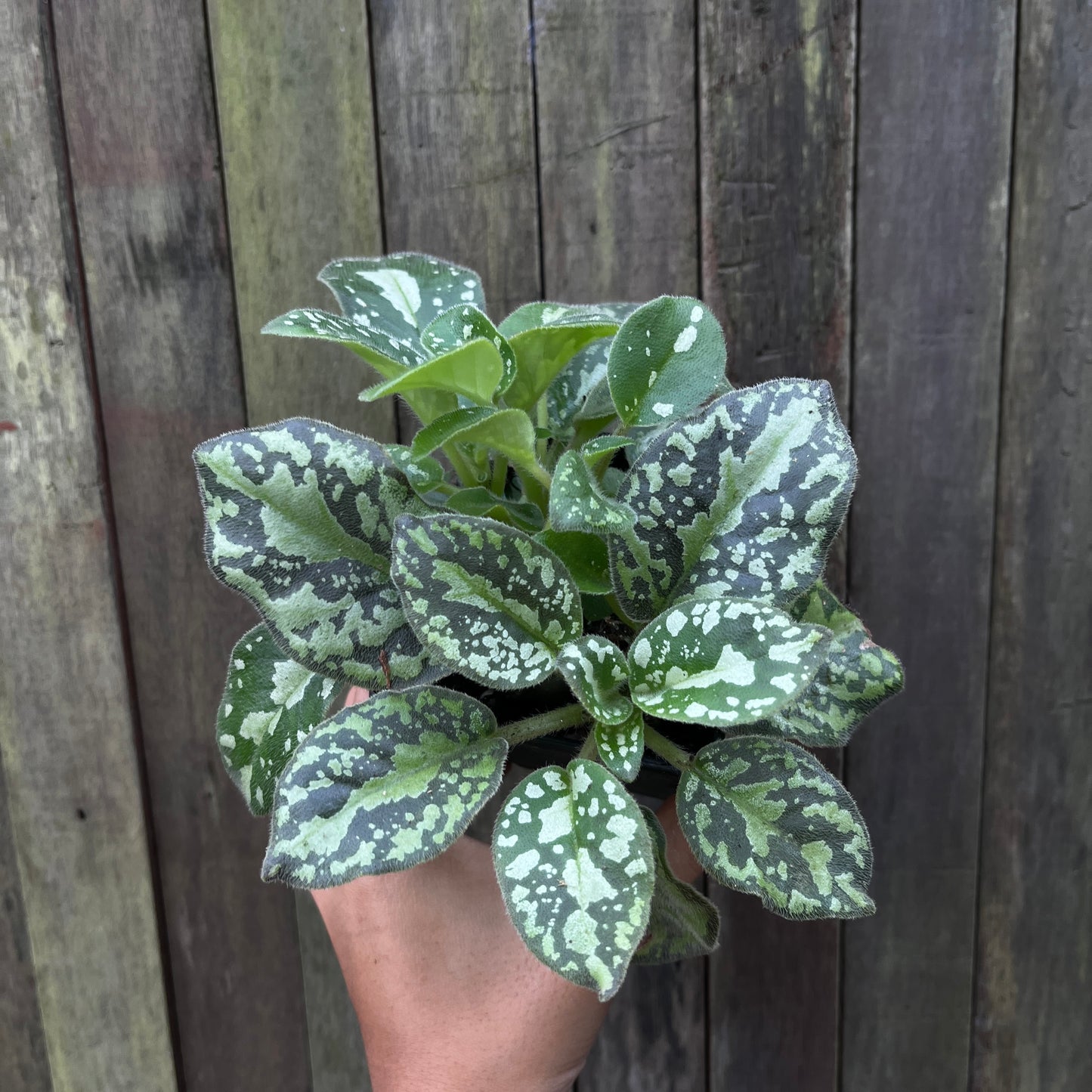 Michaelmoelleria Vietnamensis (C)