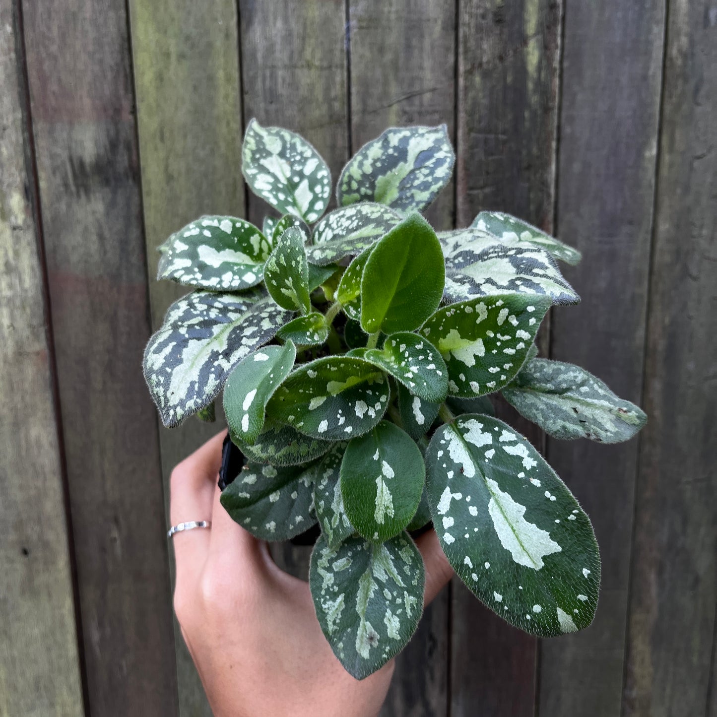Michaelmoelleria Vietnamensis (C)