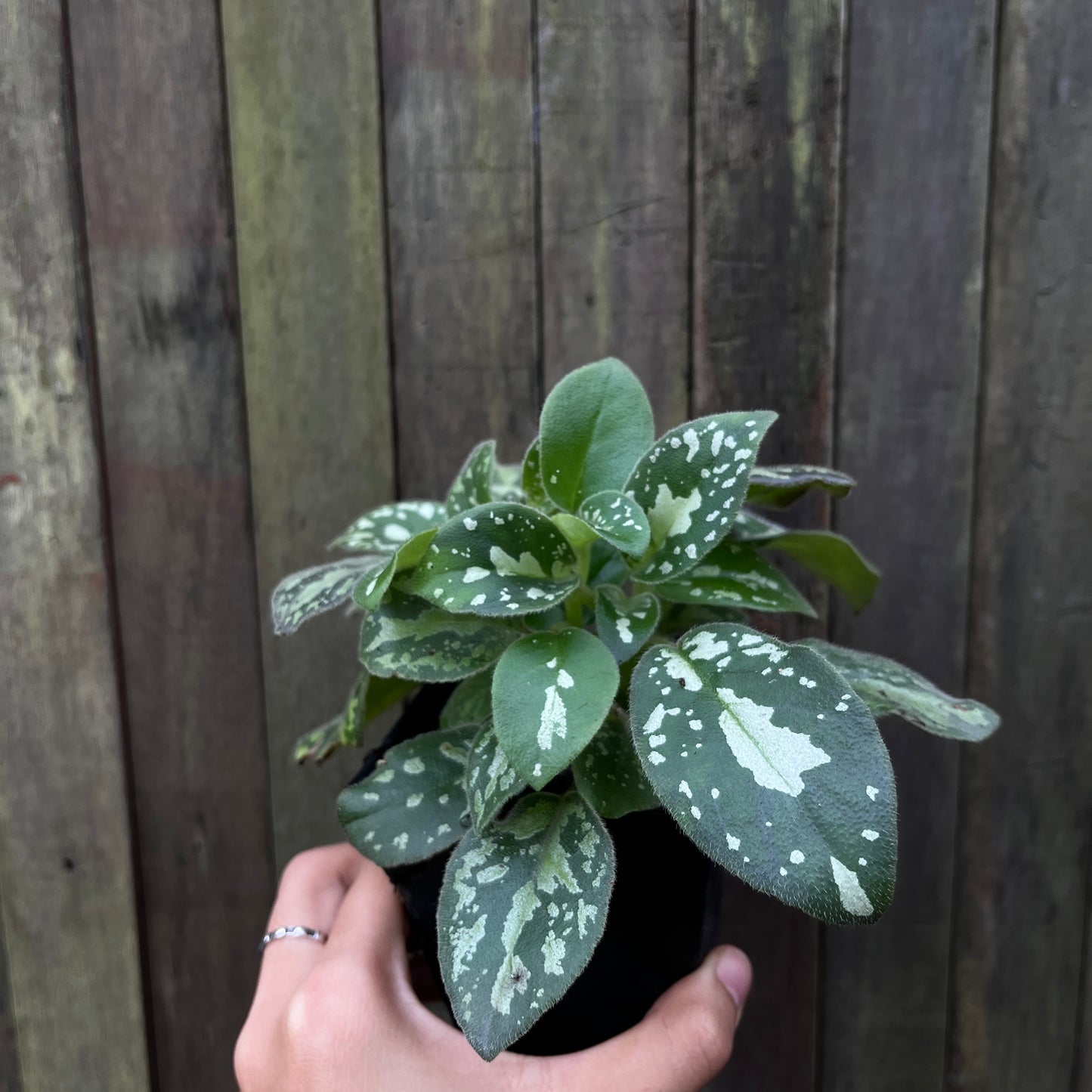 Michaelmoelleria Vietnamensis (C)