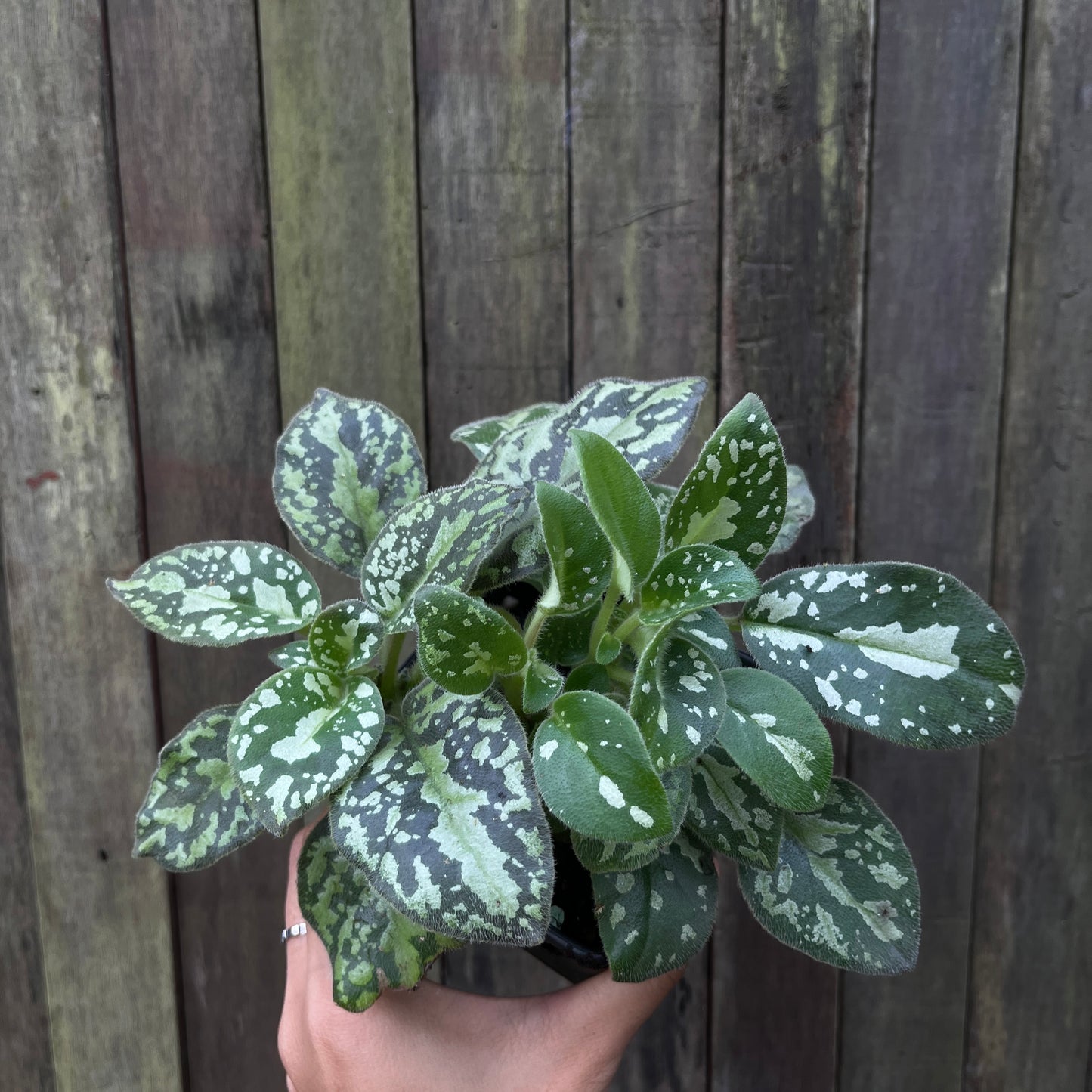 Michaelmoelleria Vietnamensis (C)