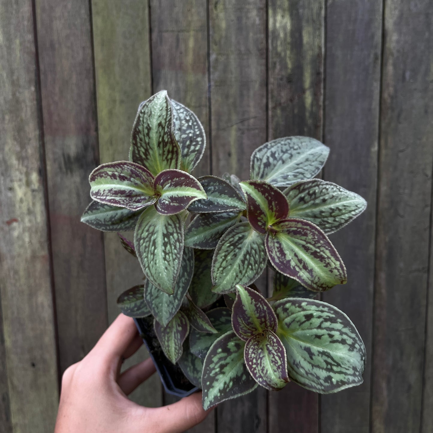 Sonerila sp Vietnam