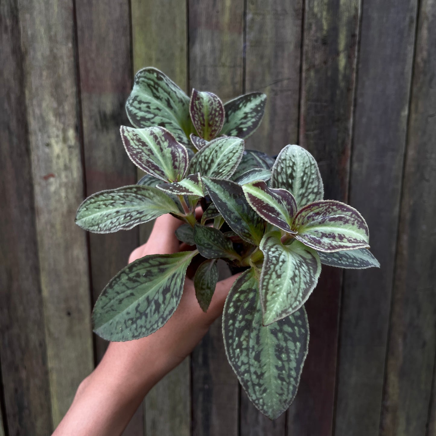 Sonerila sp Vietnam
