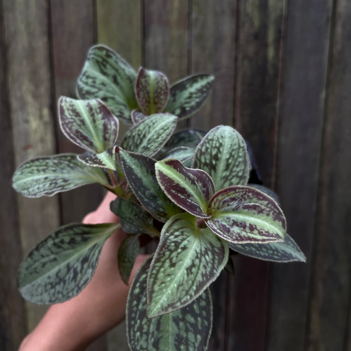 Sonerila sp Vietnam