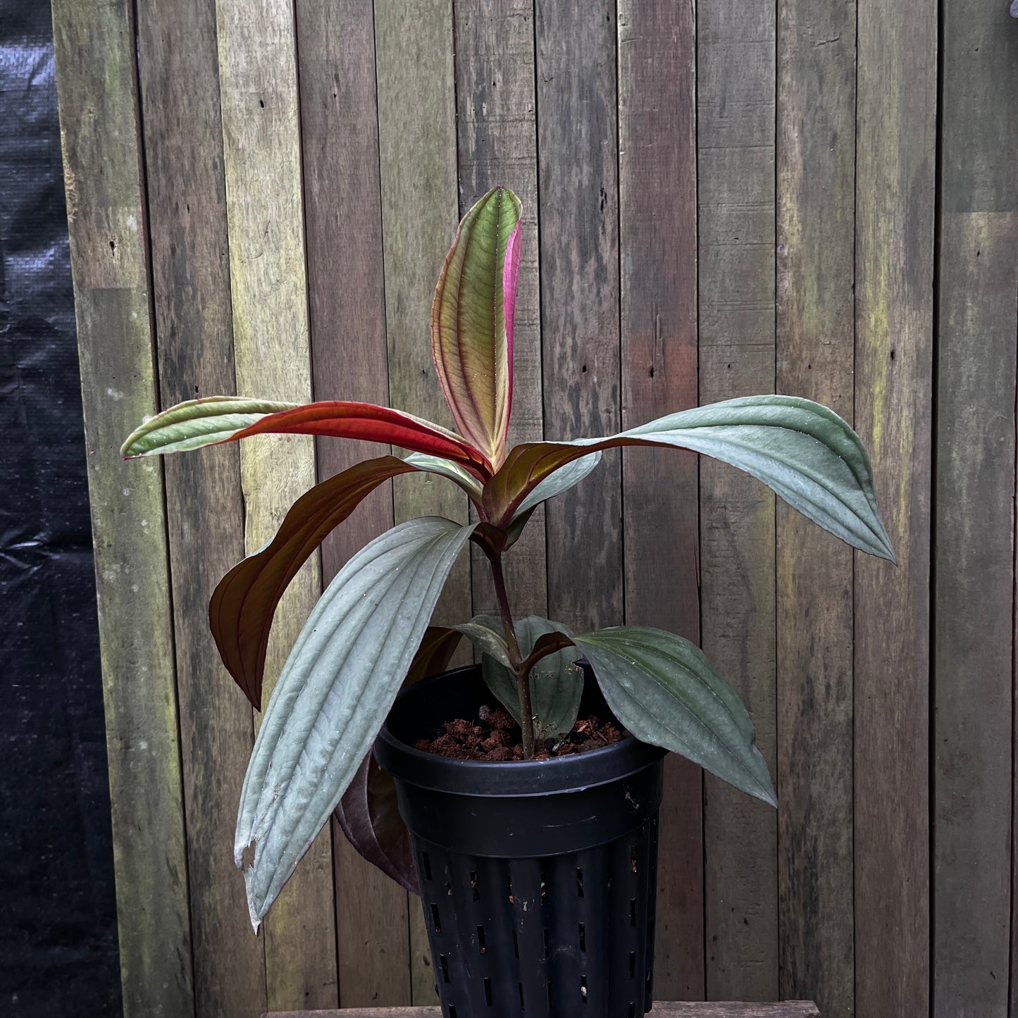 Medinilla Gregori Hambali