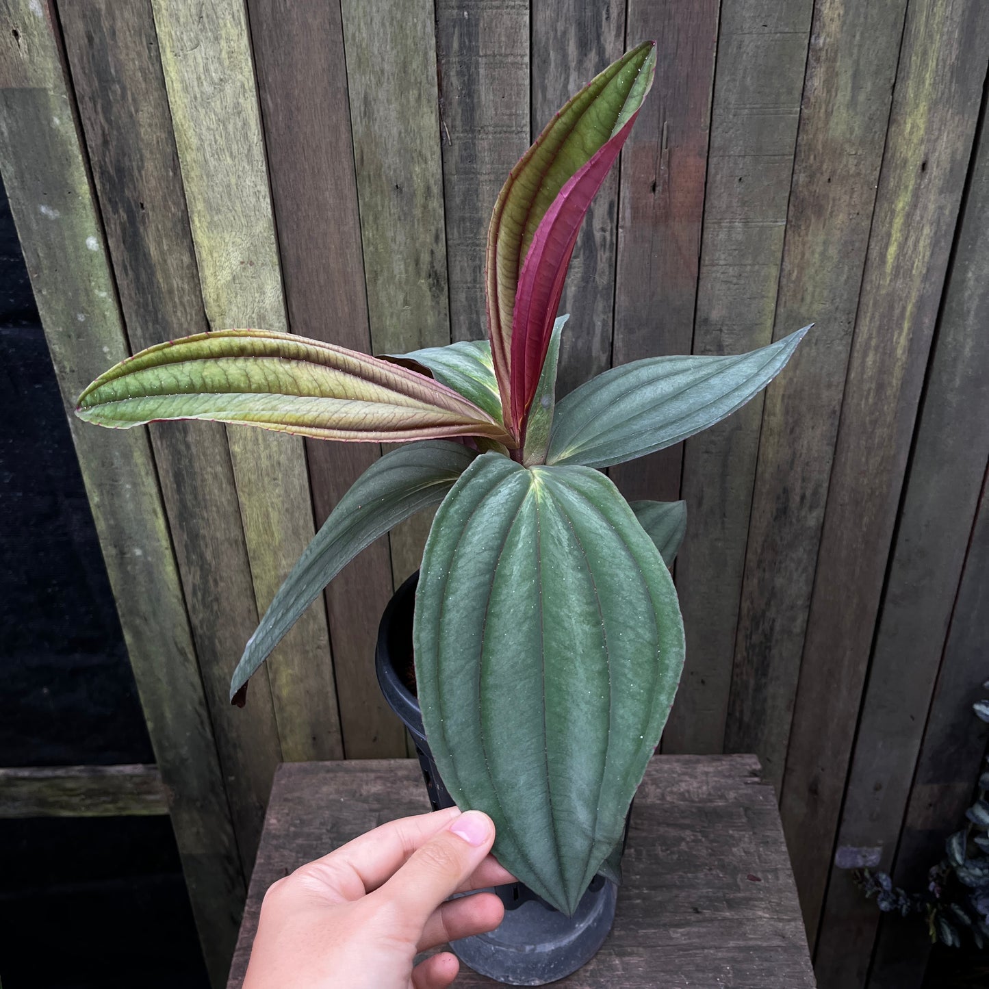 Medinilla Gregori Hambali