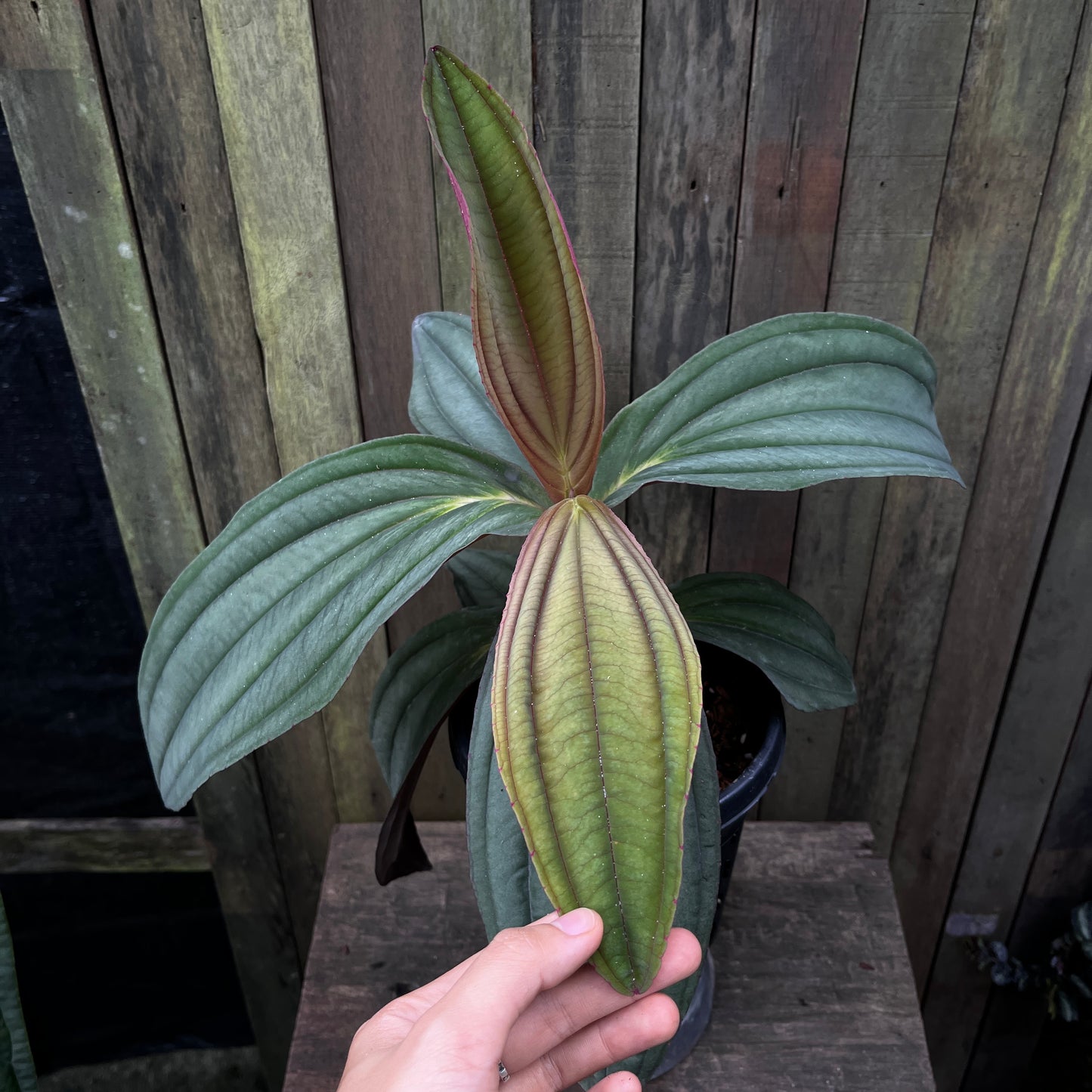 Medinilla Gregori Hambali
