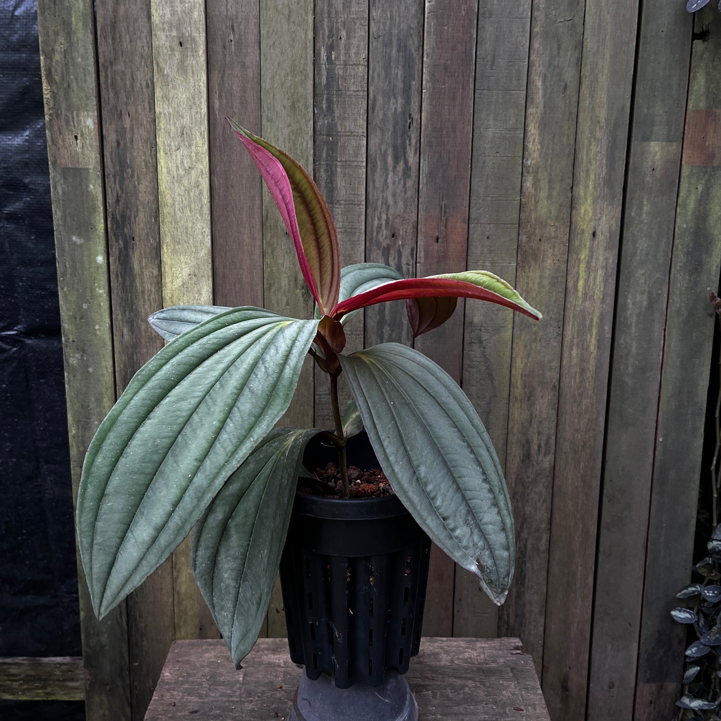 Medinilla Gregori Hambali