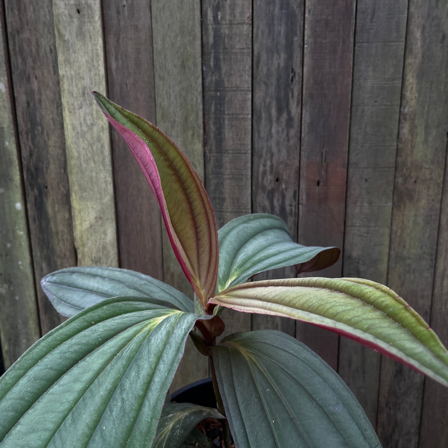 Medinilla Gregori Hambali