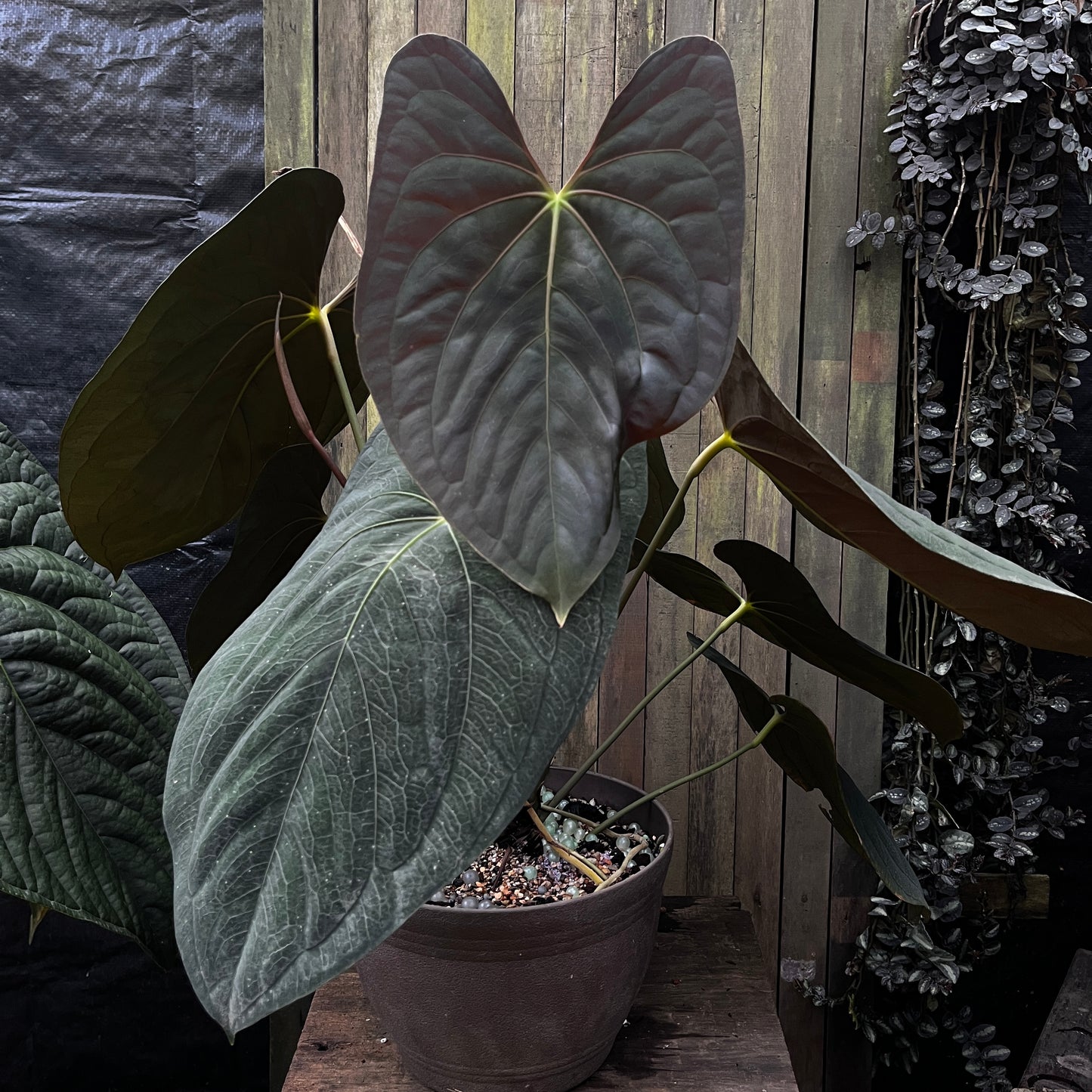 Anthurium Papillilaminum 'Vintage'