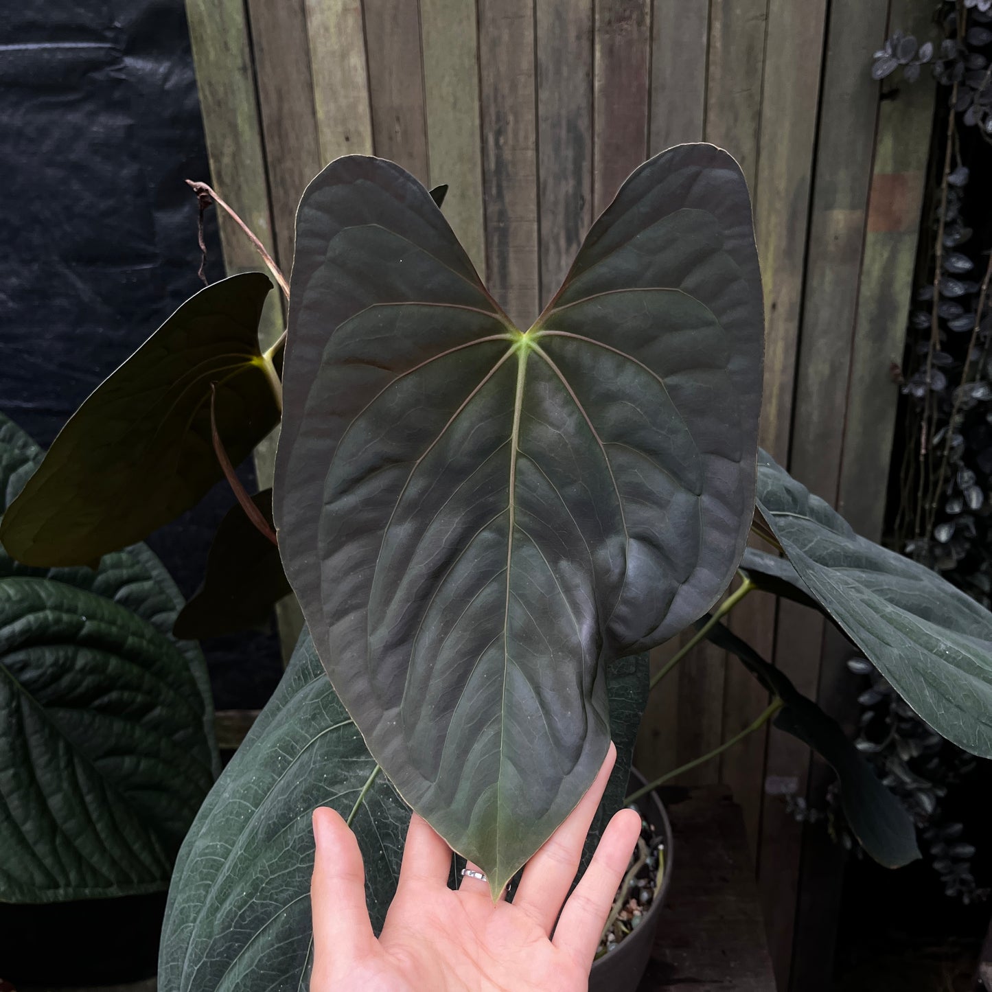 Anthurium Papillilaminum 'Vintage'
