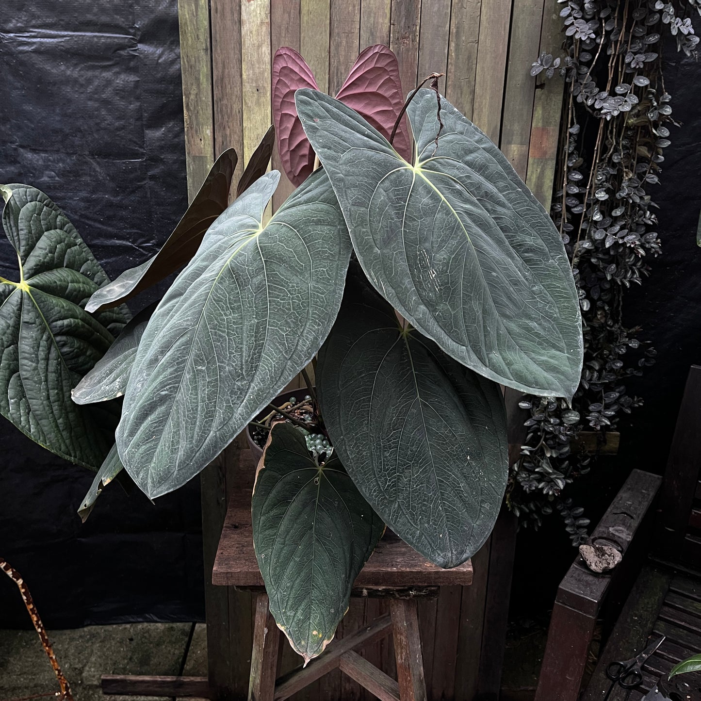 Anthurium Papillilaminum 'Vintage'