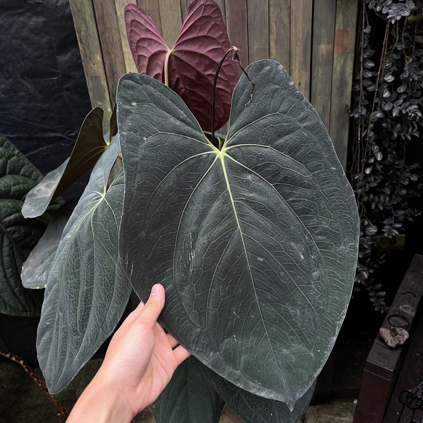 Anthurium Papillilaminum 'Vintage'