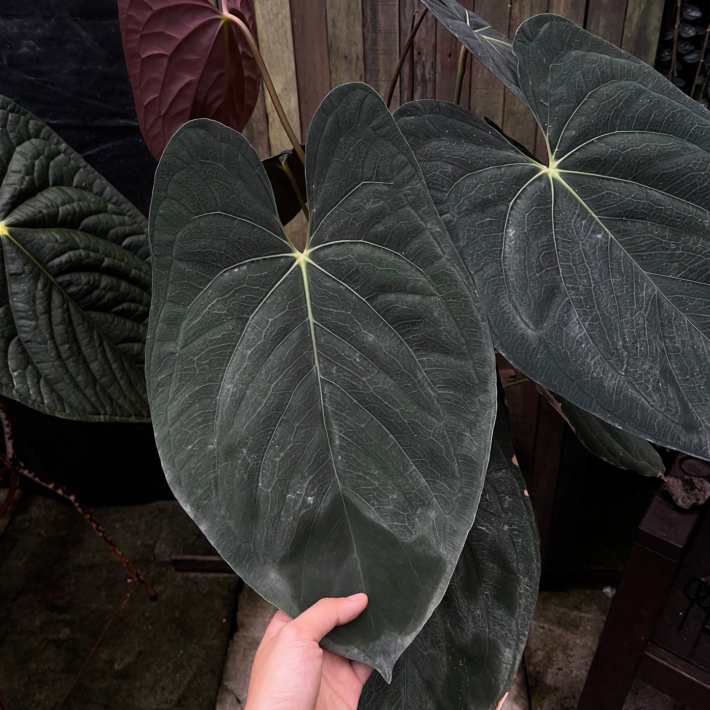 Anthurium Papillilaminum 'Vintage'