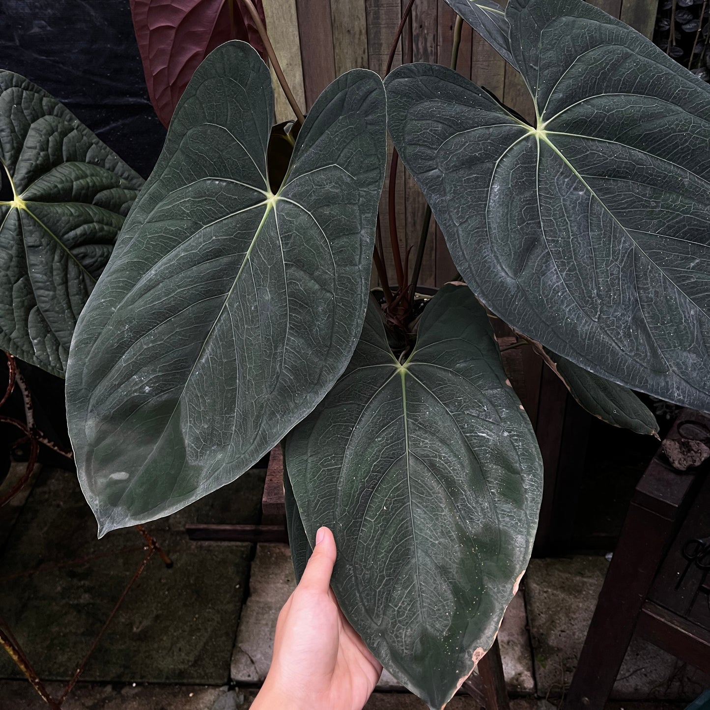 Anthurium Papillilaminum 'Vintage'