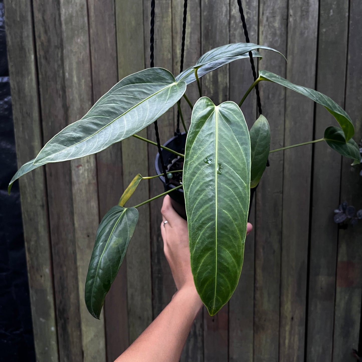 Anthurium Pendulifolium X
