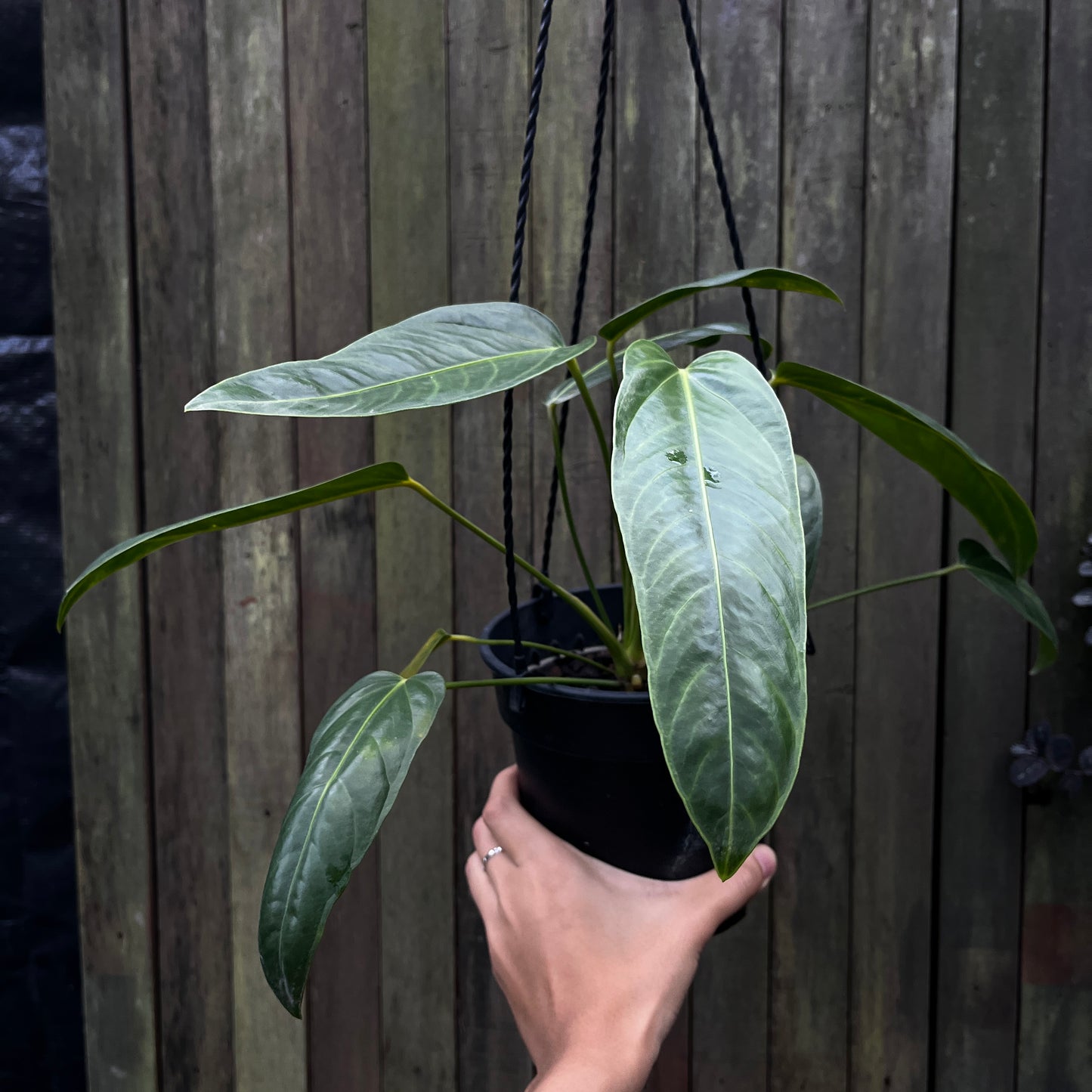 Anthurium Pendulifolium X