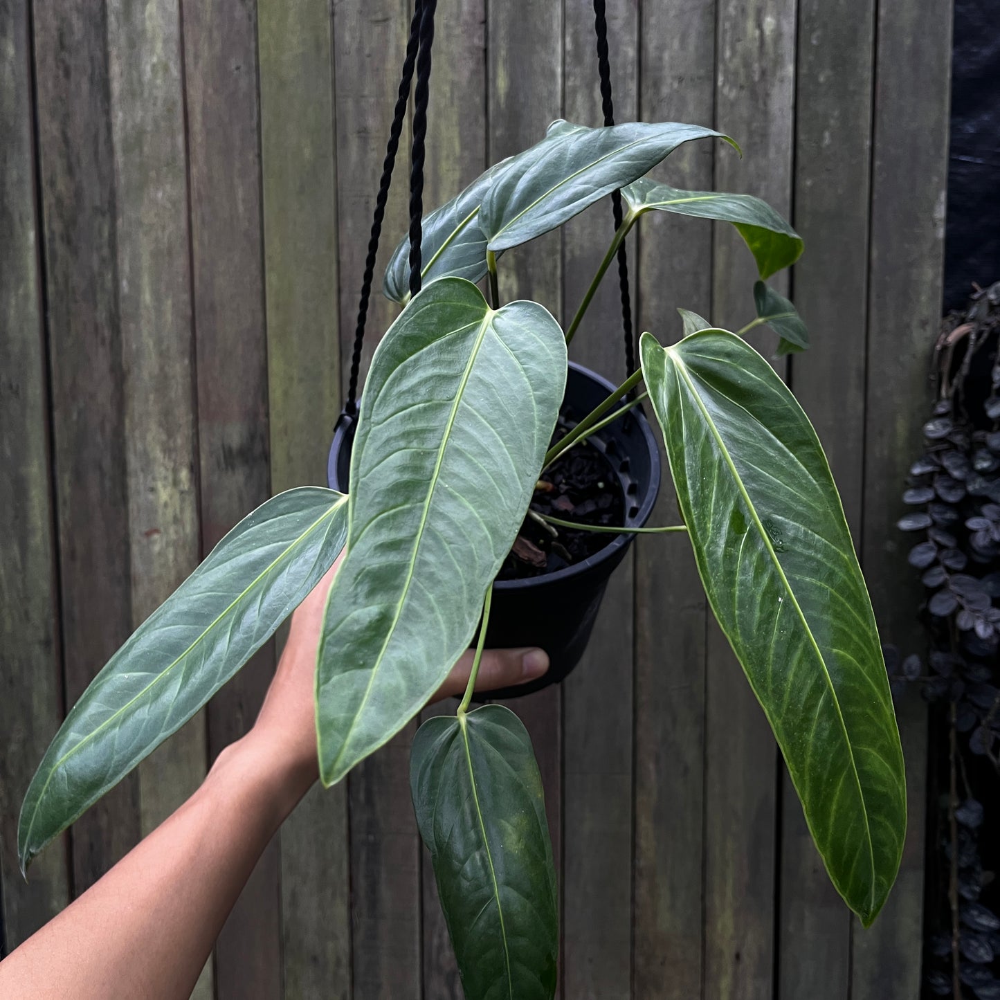 Anthurium Pendulifolium X