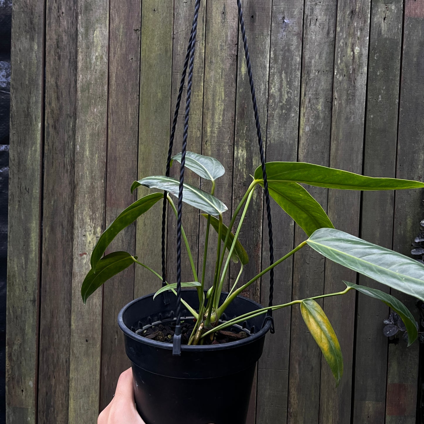 Anthurium Pendulifolium X