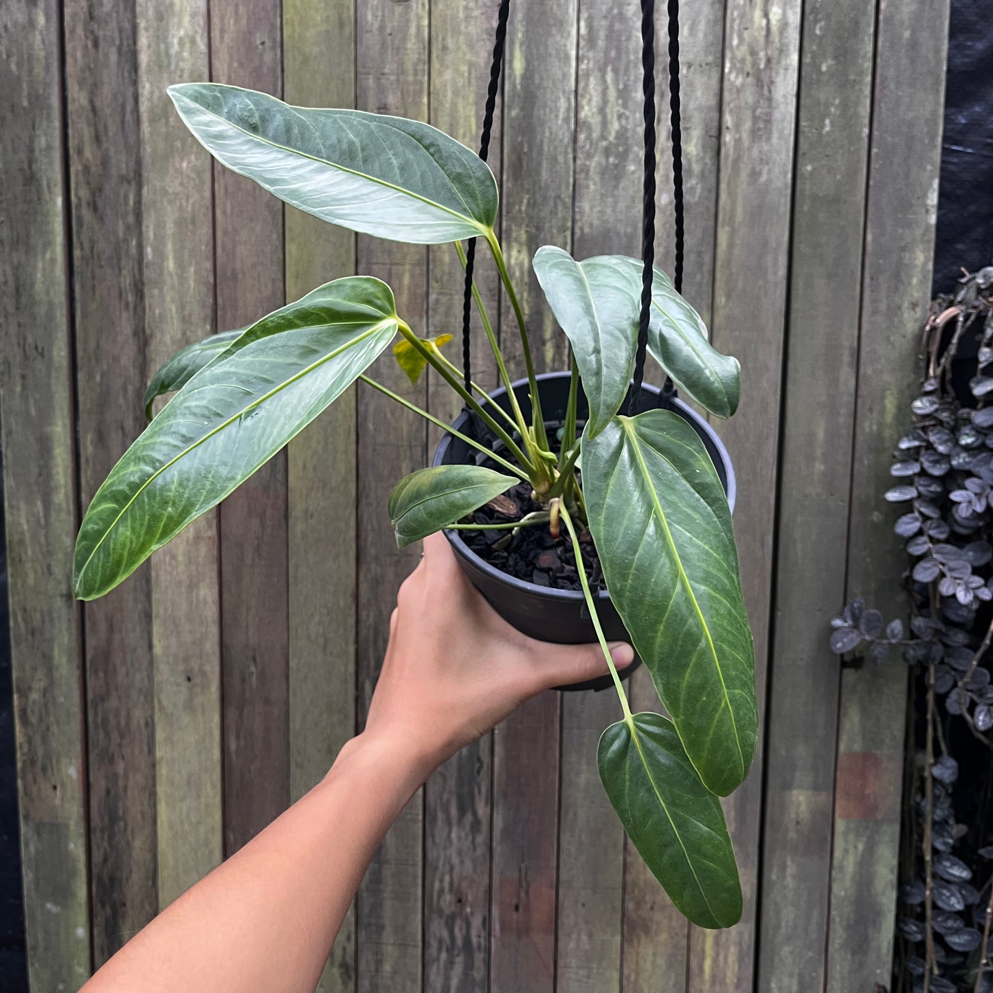 Anthurium Pendulifolium X