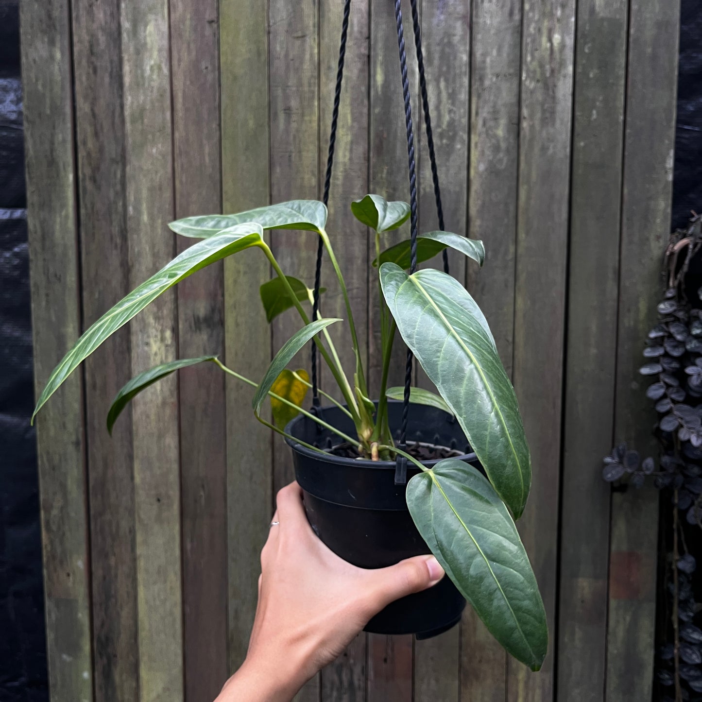 Anthurium Pendulifolium X