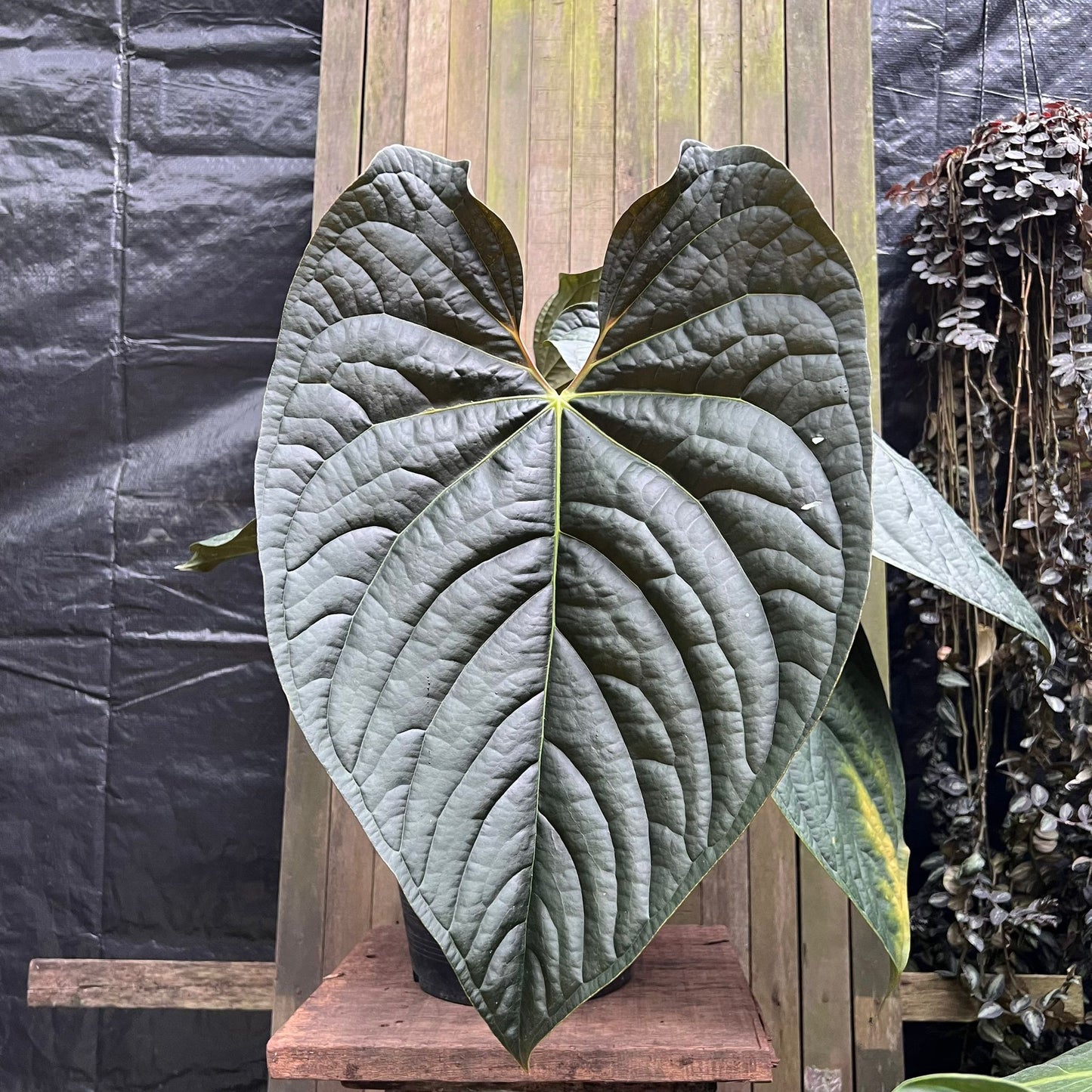 Anthurium 'Night Queen' (A)