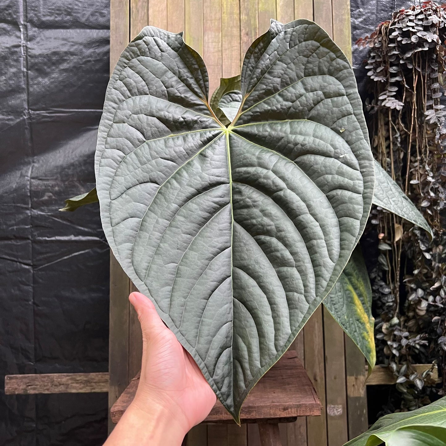 Anthurium 'Night Queen' (A)