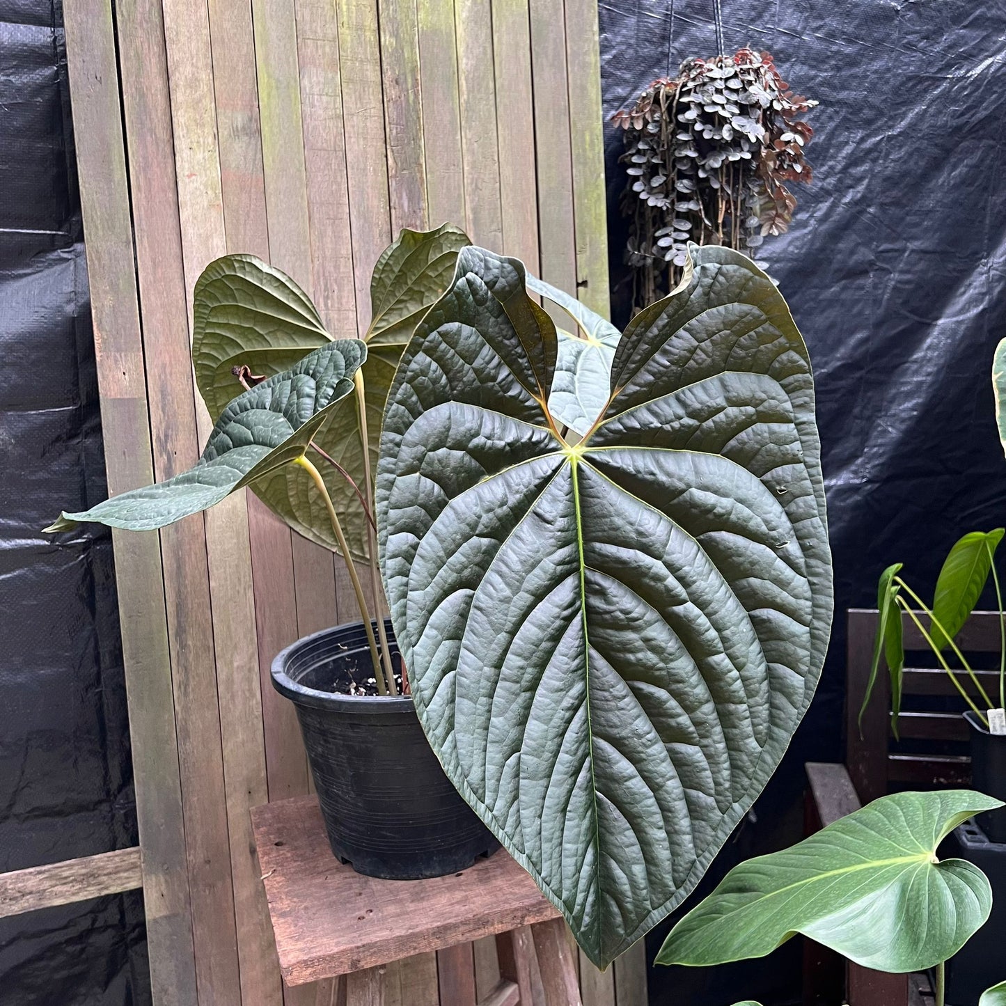 Anthurium 'Night Queen' (A)