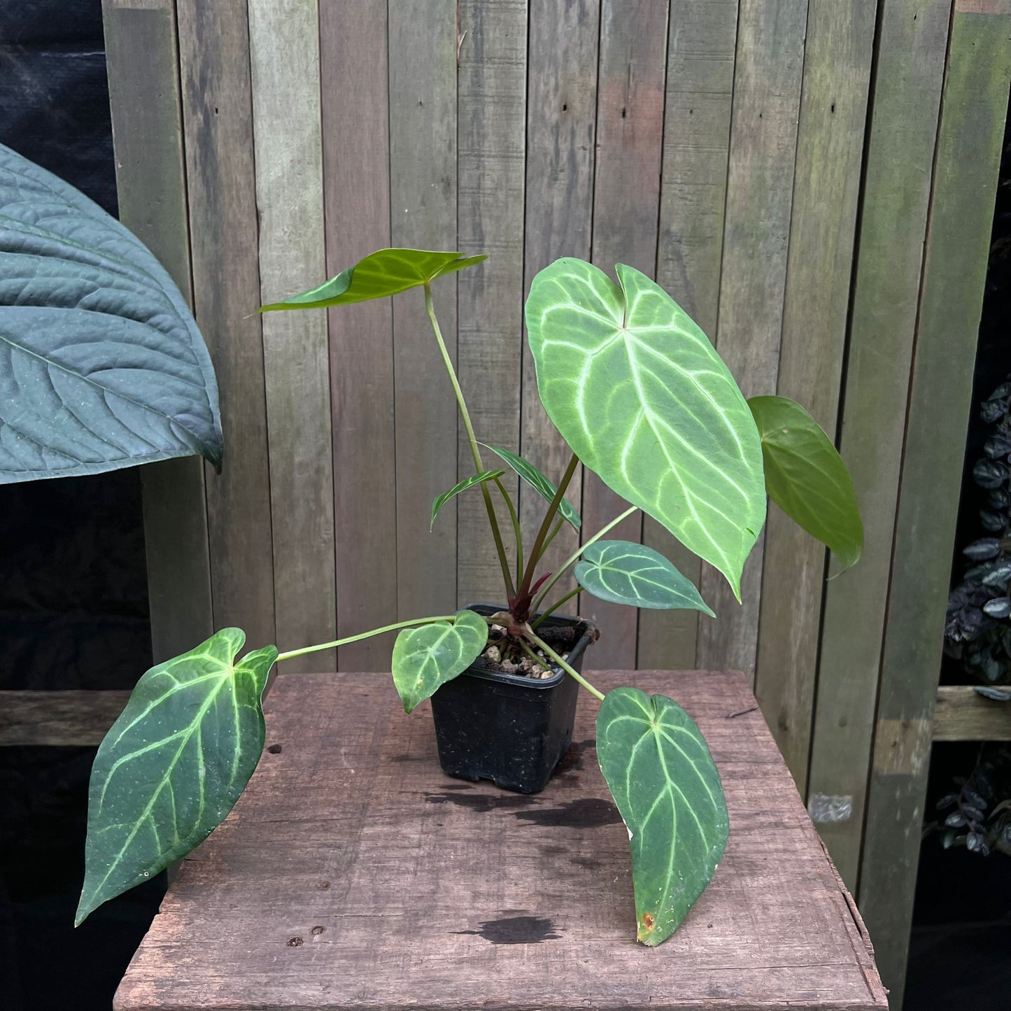 Anthurium 'Cosmic Sins' (Crystallinum & Rioclarense)