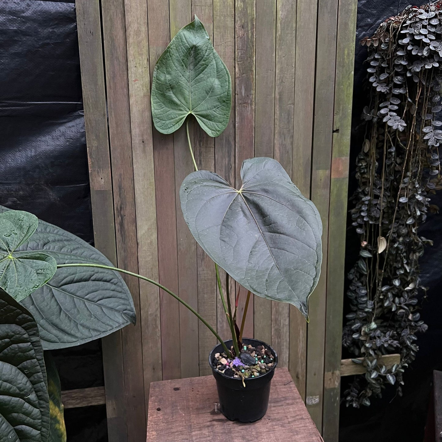 Anthurium Queen of Hearts