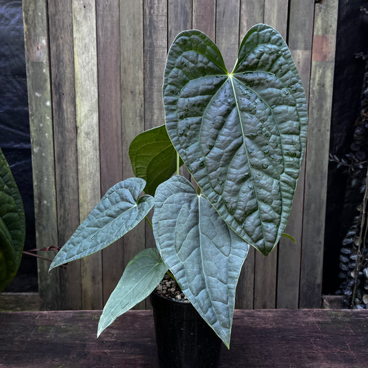 Anthurium Papillilaminum X x Luxurians